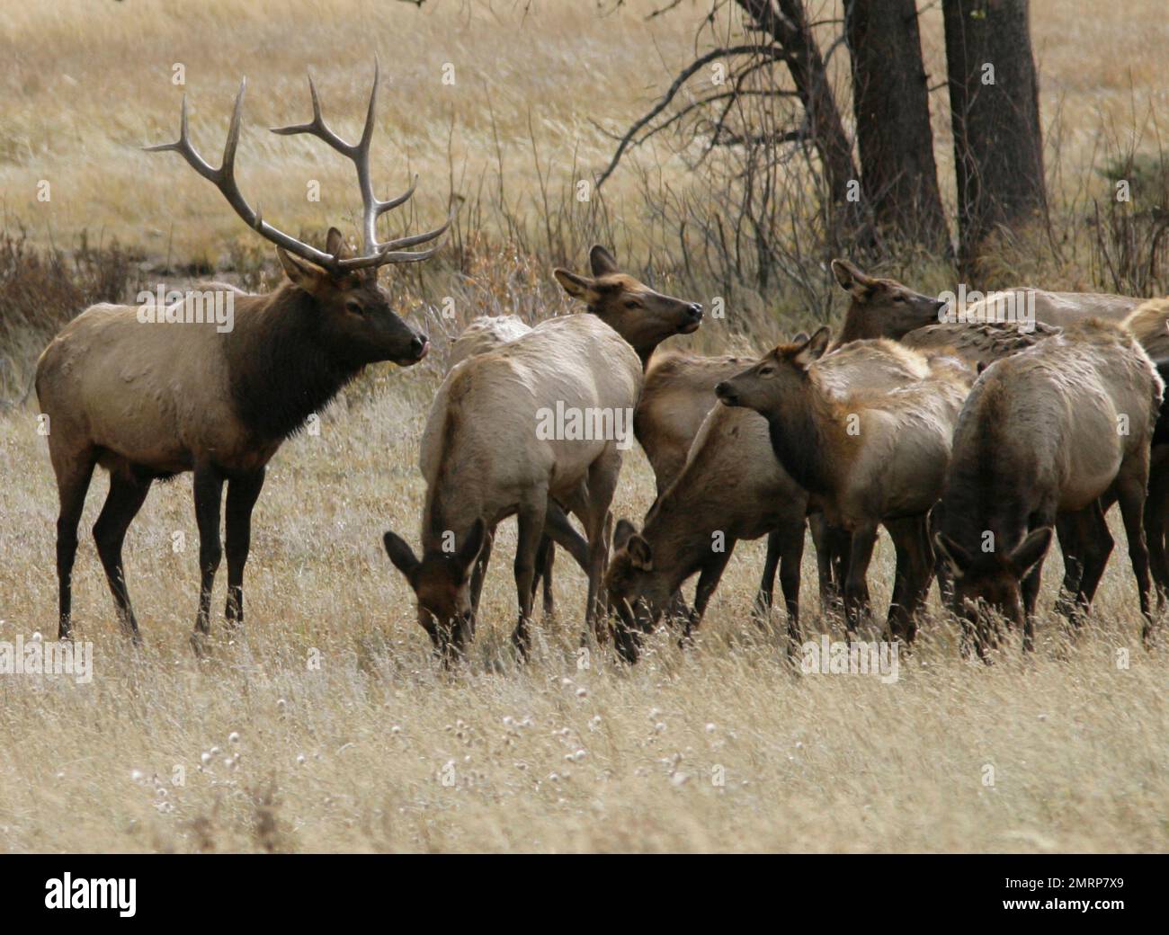 FILE - In this Oct. 1, 2006 file photo, a bull elk keeps a watchful eye on a herd of cow elk in Rocky Mountain National Park near Estes Park, Colo. The Estes Park Elk Fest is scheduled for Sept. 30-Oct. 1, 2017. Elk mating rituals like rutting and bugling are often observed in the area in the fall. (AP Photo/David Zalubowski, File) Banque D'Images