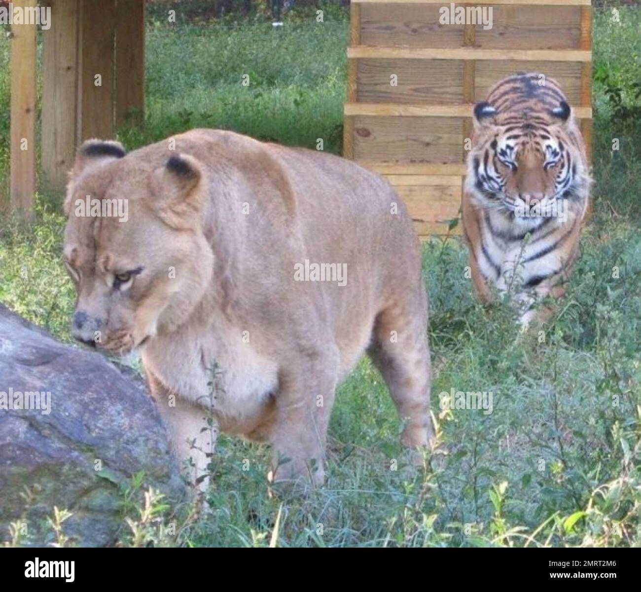 Vous avez déjà entendu parler d'un tigre de Lion et d'un ours vivant ensemble en parfaite harmonie ? En 2001, un bébé ours noir; Baloo, un lion; Leo et un tigre; Shere Khan n'avaient que deux mois lorsqu'ils ont été amenés à vivre au centre de réadaptation des animaux de Noé's Ark à Locust Grove, en Géorgie. Les animaux ont été sauvés pendant un buste de drogue, ils ont été gardés comme des animaux de symbole de statut par les barons de drogue, et ont été élevés ensemble depuis. "Nous aurions pu les séparer, mais comme ils sont venus comme une sorte de famille, le zoo a décidé des garder ensemble", a déclaré Diane Smith, directrice adjointe de l'Ark zo de Noé Banque D'Images