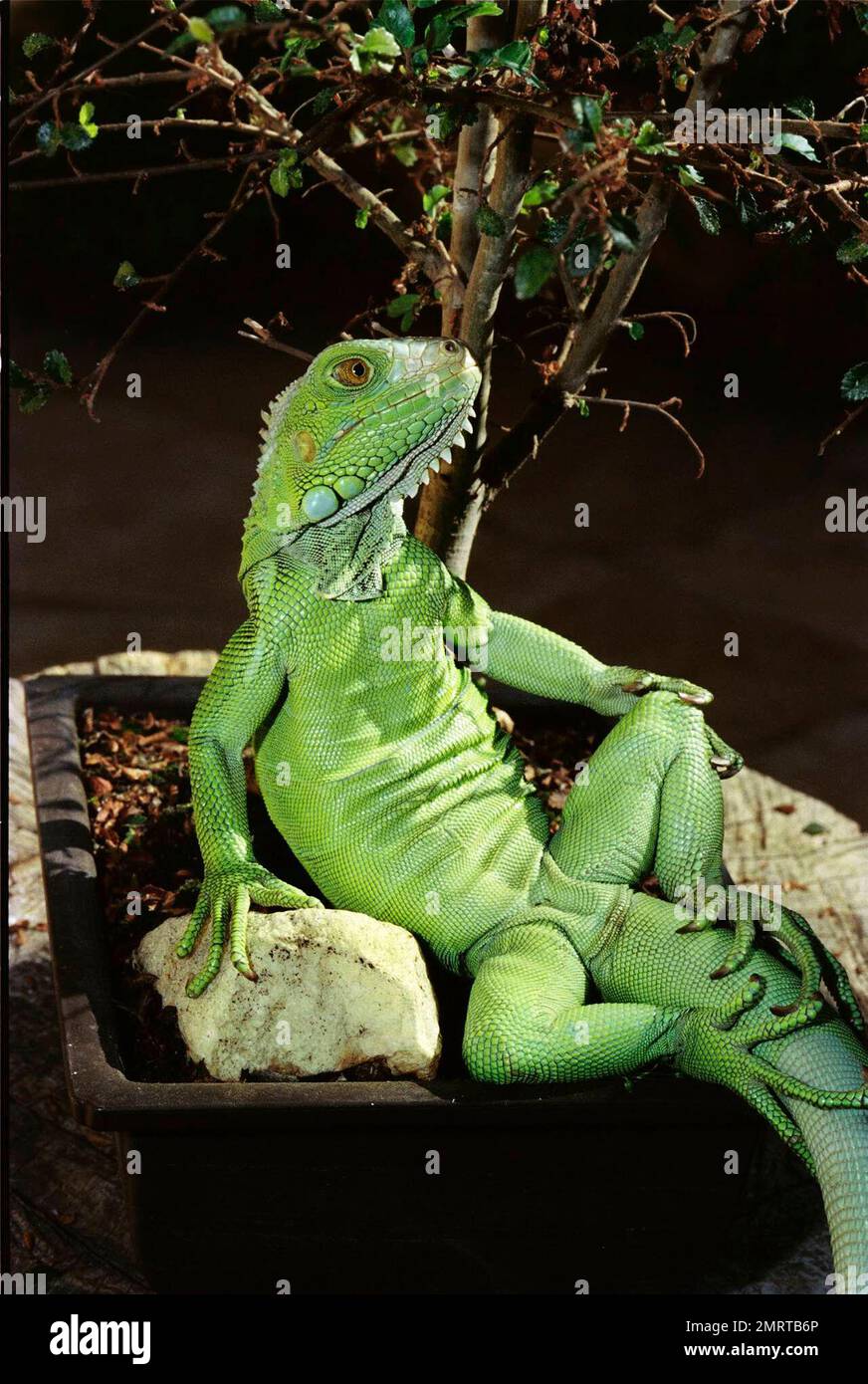Exclusif !! Henry Lizardlover se délecte avec une partie de sa famille de lézard chez lui à Hollywood. Avec tous les coins et les langoustines rampant avec des animaux de toutes les variétés, la maison et le coeur d'Henry ont un endroit spécial pour les lézards, notamment son prince charmant, l'un des plus grands lézards d'Henry, une Iguana colorée. Prince Charming sait comment frapper une pose, mais il apprend des meilleurs, ses copains de lézard Larry, Laura et Lorna qui utilisent leurs canapés de coulage depuis quelques années. Tout en ayant les lézards se prélasser sur des meubles miniatures est un spectacle assez drôle, la mission principale de Henry Banque D'Images