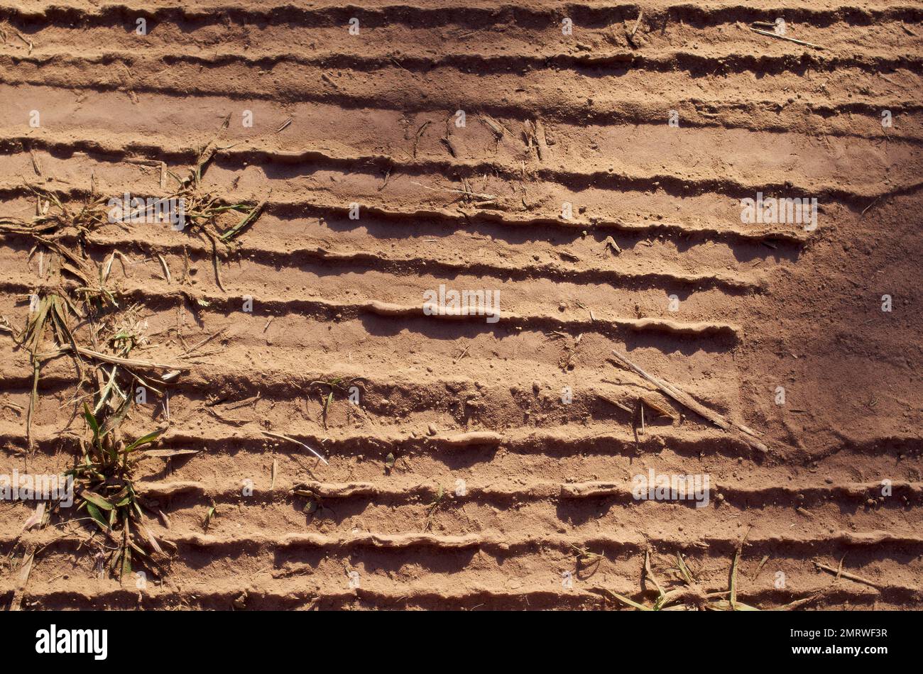 Chenille sur le sable Banque D'Images