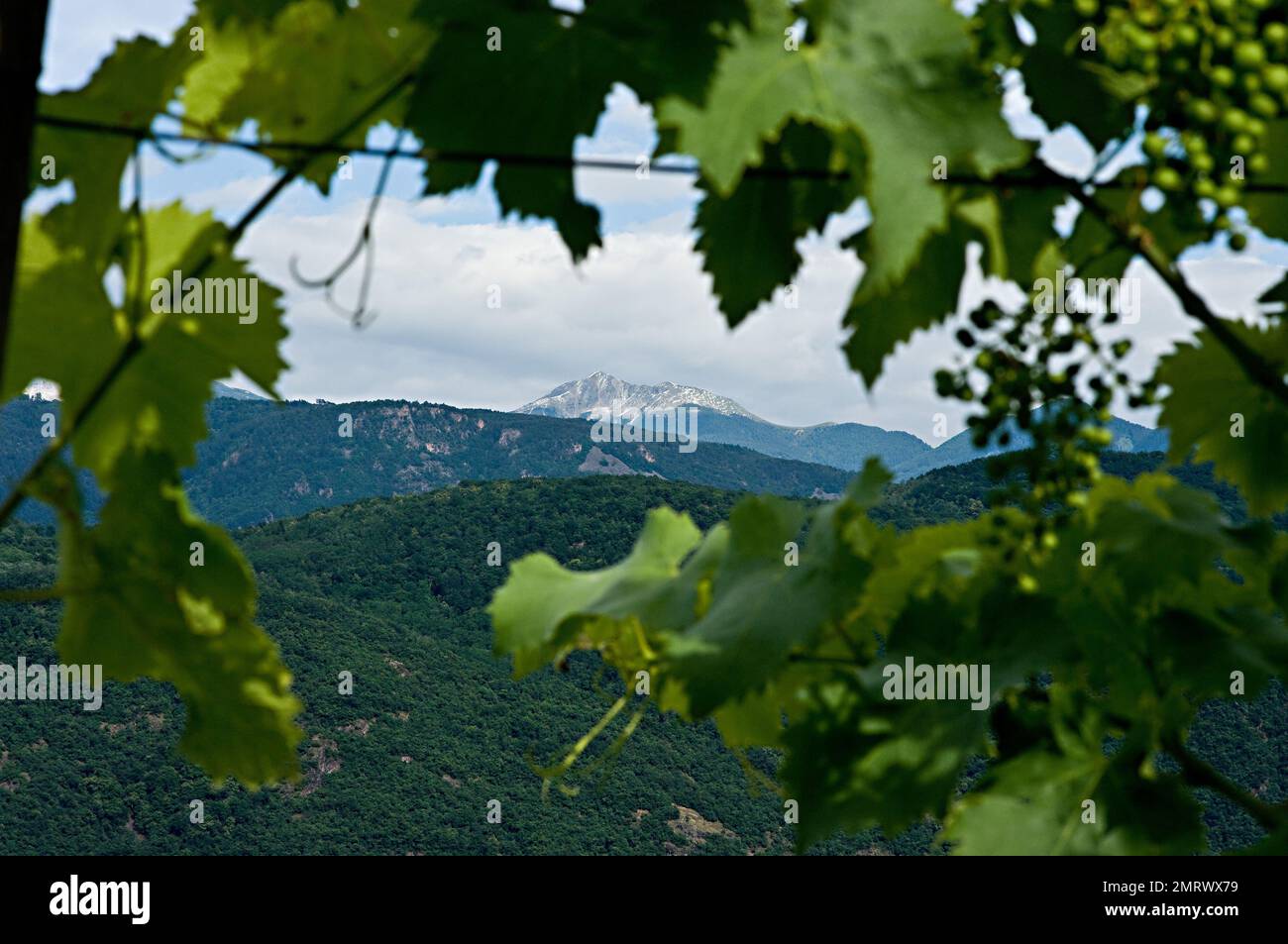 Pécherant à travers les feuilles de raisin dans les montagnes du Tyrol au loin dans l'Alto Adige, Italie. Banque D'Images