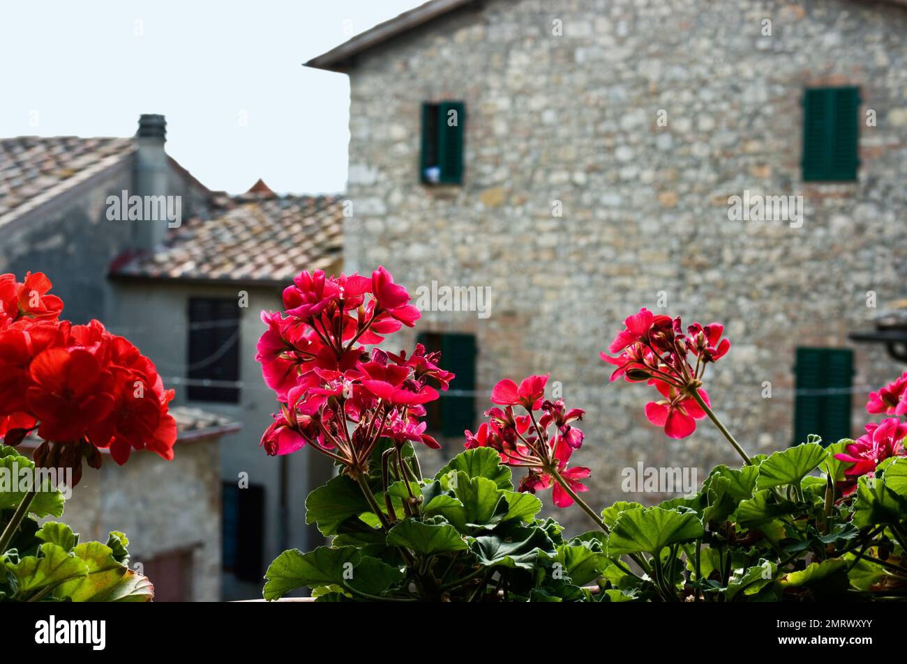 Geraniums rouges en premier plan contre la maison en pierre dans le village de Strove, Toscane, Italie. Banque D'Images