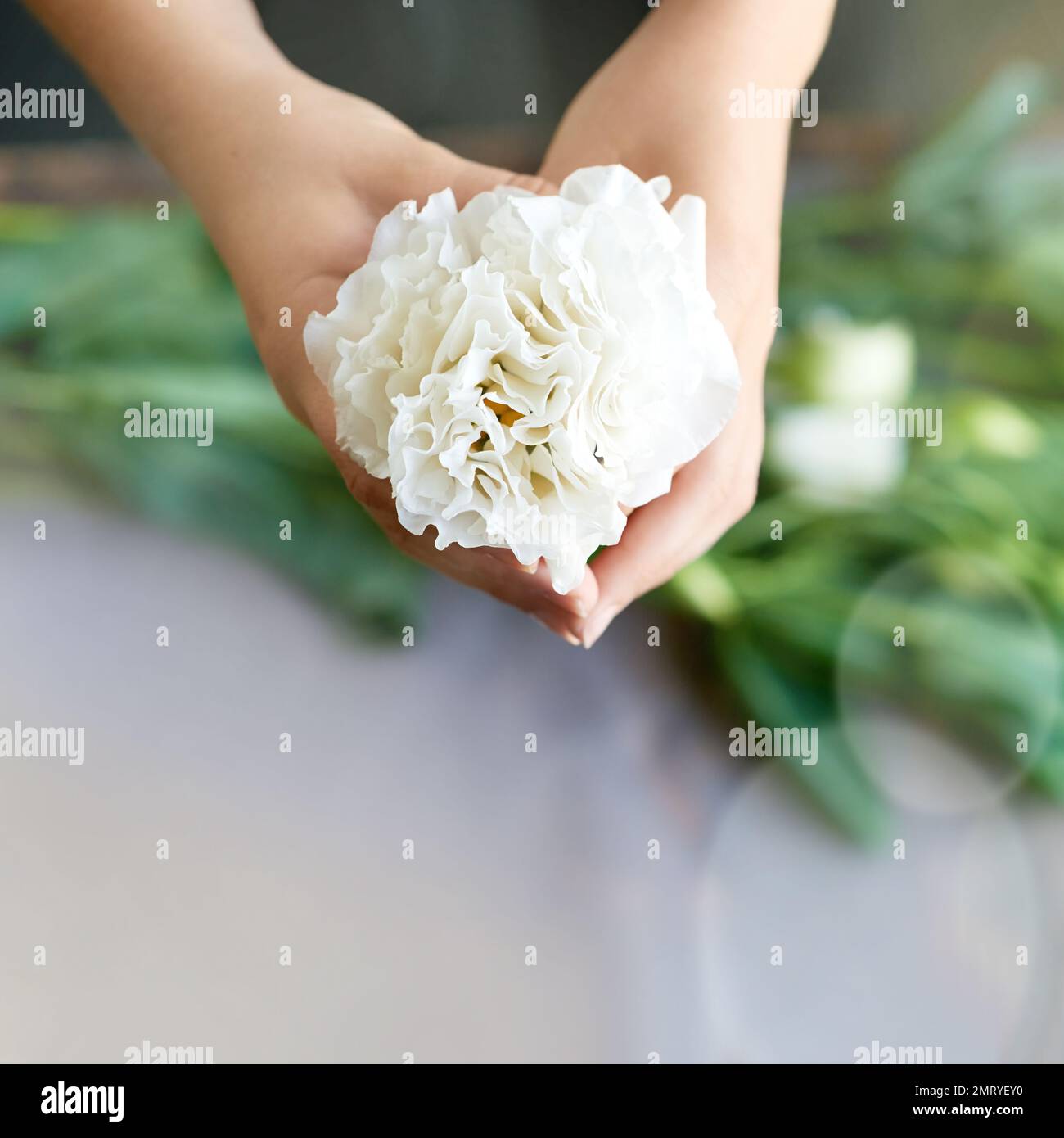Beauté florale. Gros plan d'une main de femme tenant une belle luf blanche. Banque D'Images