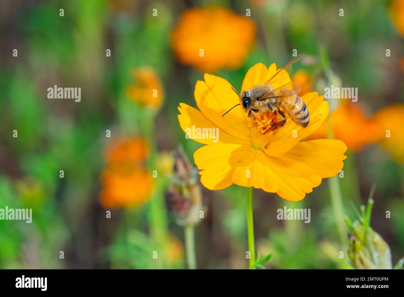 Image de l'abeille ou de l'abeille sur la fleur jaune recueille le nectar. Abeille dorée sur pollen de fleur. Insecte. Animal Banque D'Images