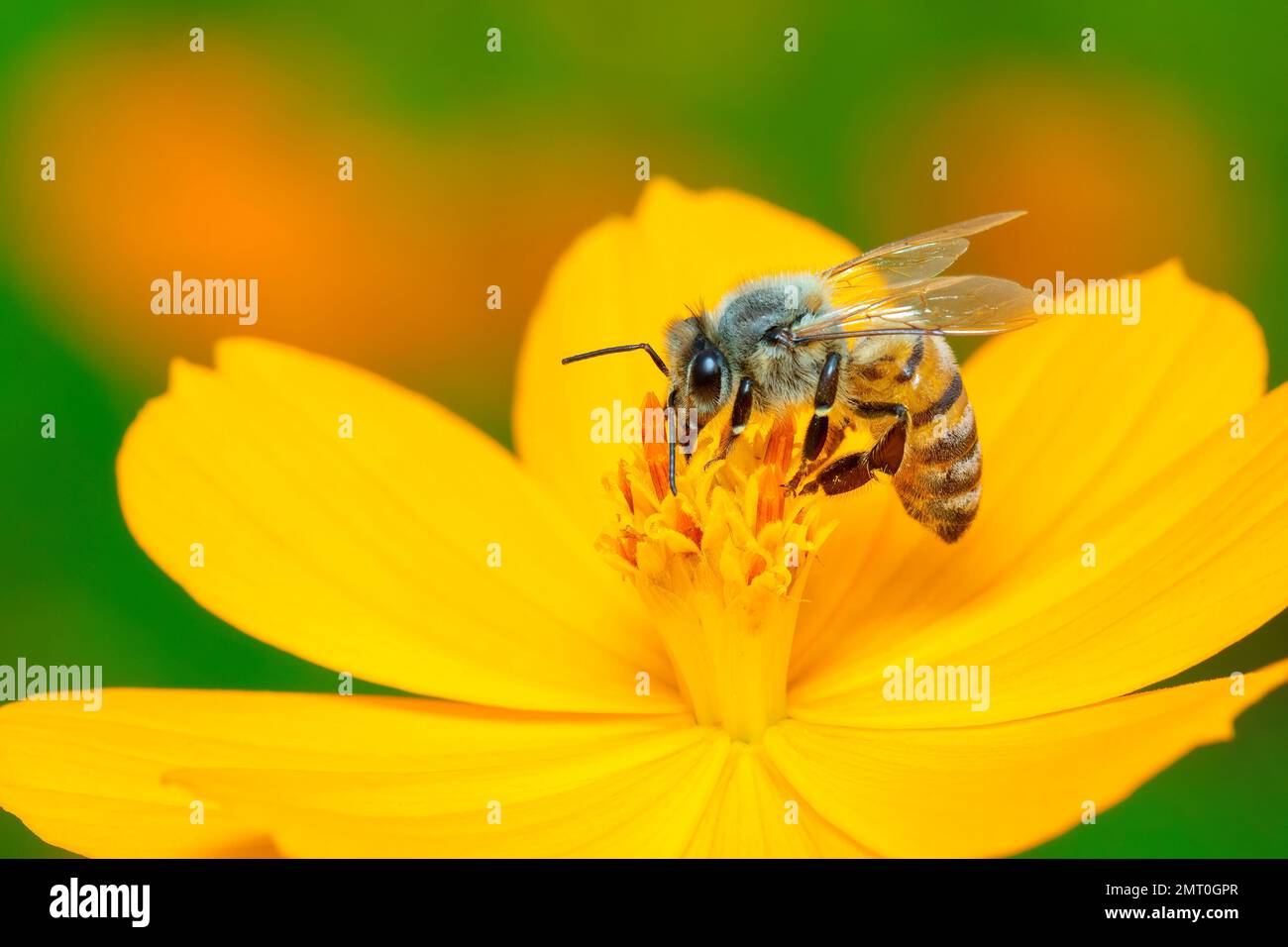 Image de l'abeille ou de l'abeille sur la fleur jaune recueille le nectar. Abeille dorée sur pollen de fleur. Insecte. Animal Banque D'Images