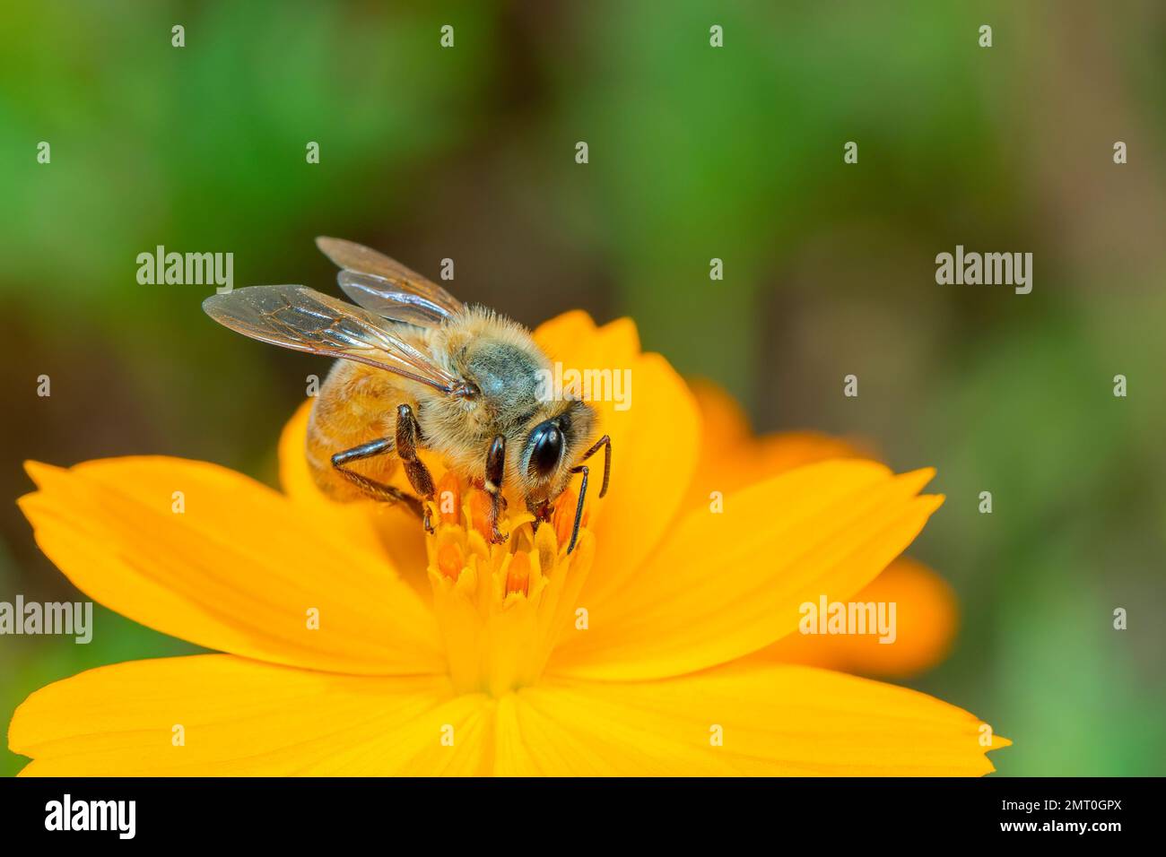 Image de l'abeille ou de l'abeille sur la fleur jaune recueille le nectar. Abeille dorée sur pollen de fleur. Insecte. Animal Banque D'Images
