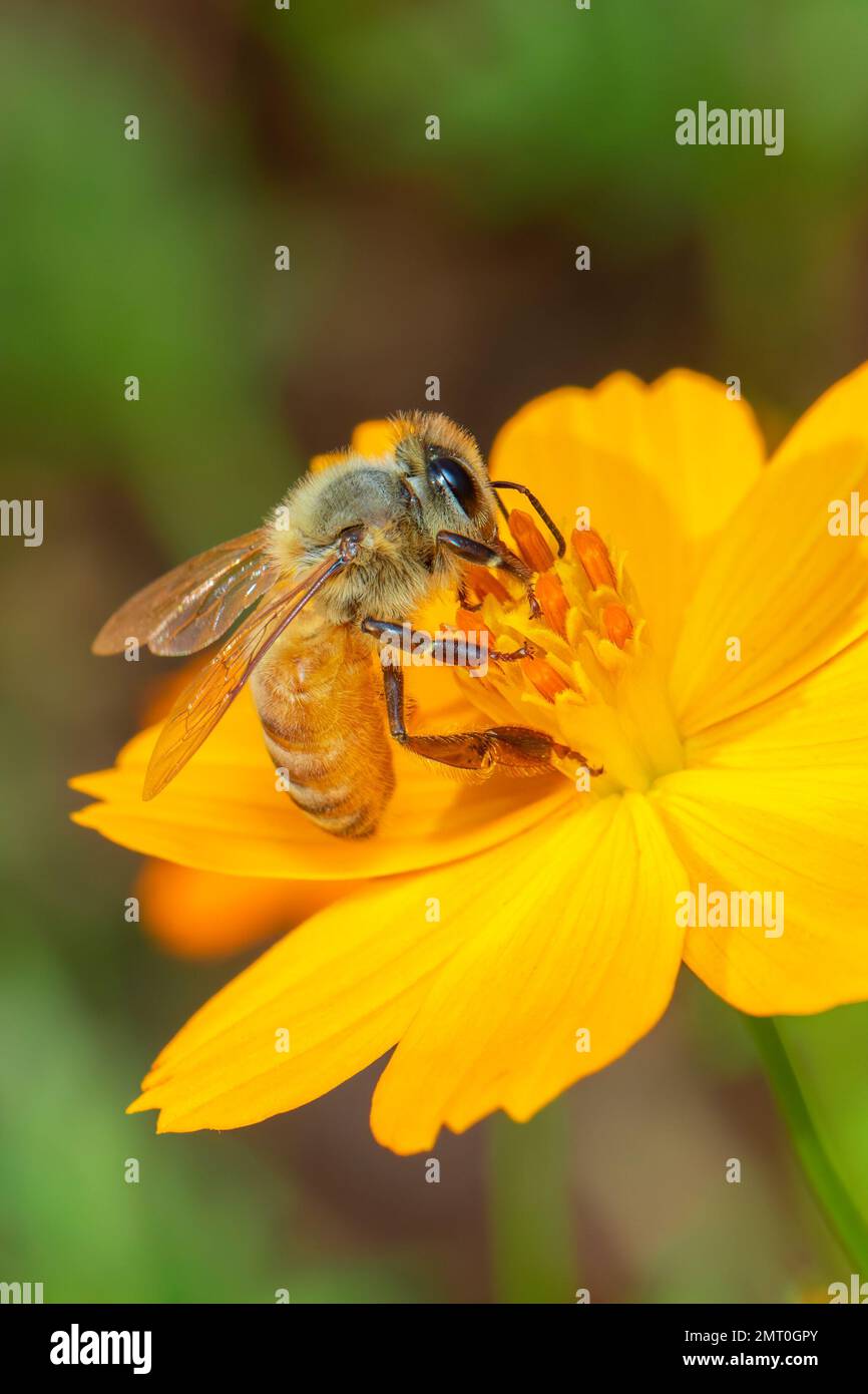 Image de l'abeille ou de l'abeille sur la fleur jaune recueille le nectar. Abeille dorée sur pollen de fleur. Insecte. Animal Banque D'Images