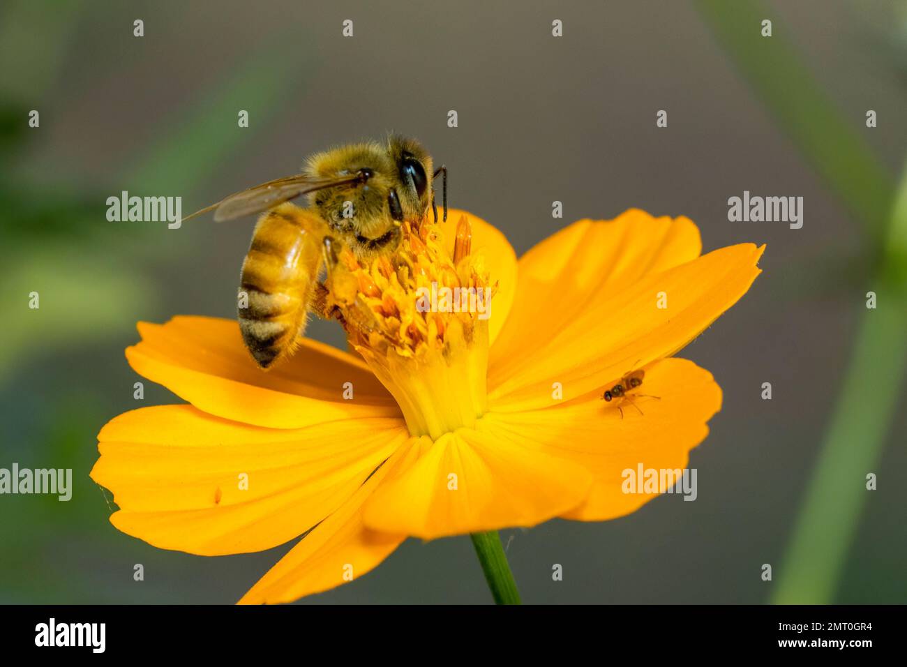 Image de l'abeille ou de l'abeille sur la fleur jaune recueille le nectar. Abeille dorée sur pollen de fleur. Insecte. Animal Banque D'Images
