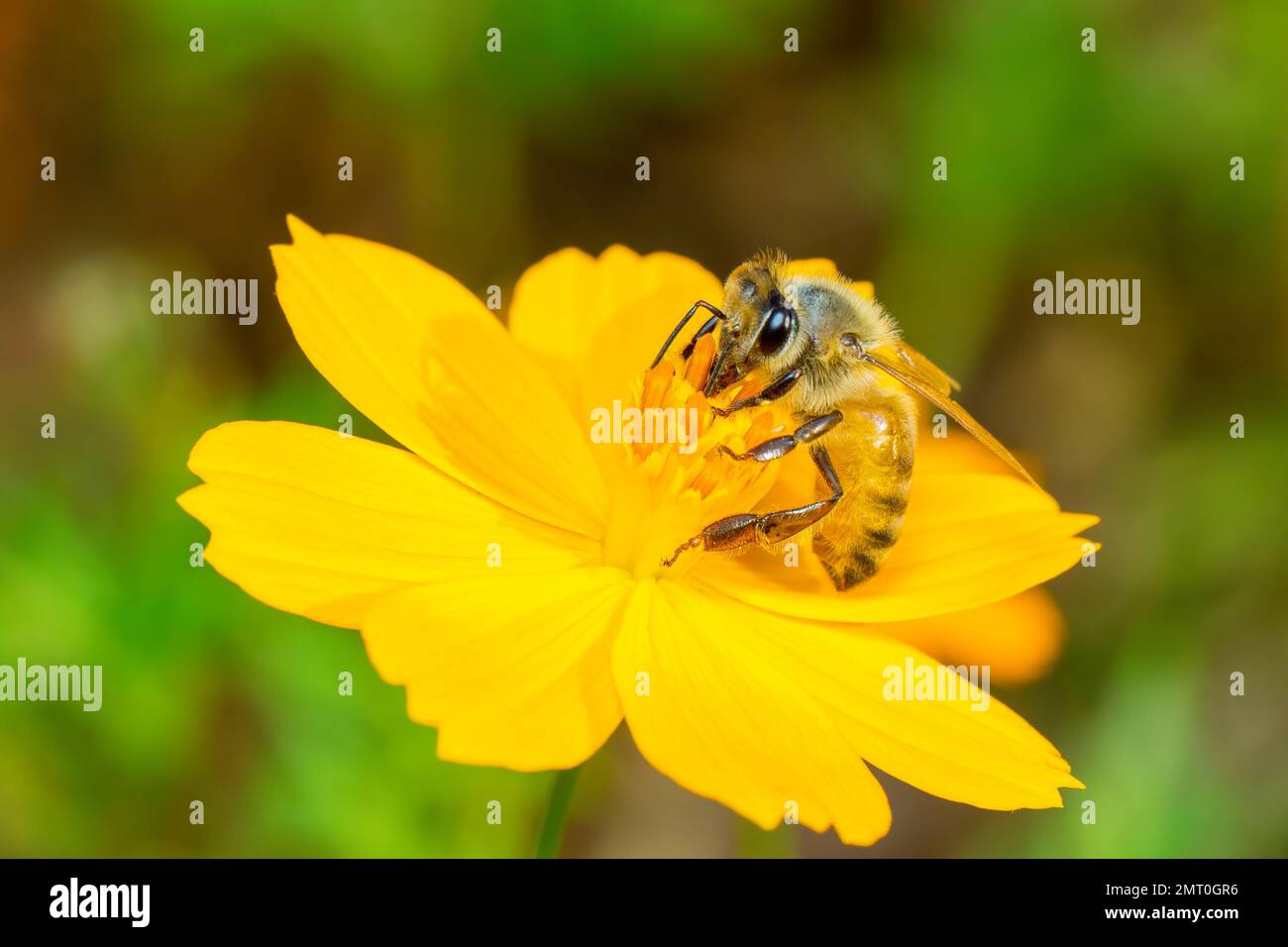 Image de l'abeille ou de l'abeille sur la fleur jaune recueille le nectar. Abeille dorée sur pollen de fleur. Insecte. Animal Banque D'Images