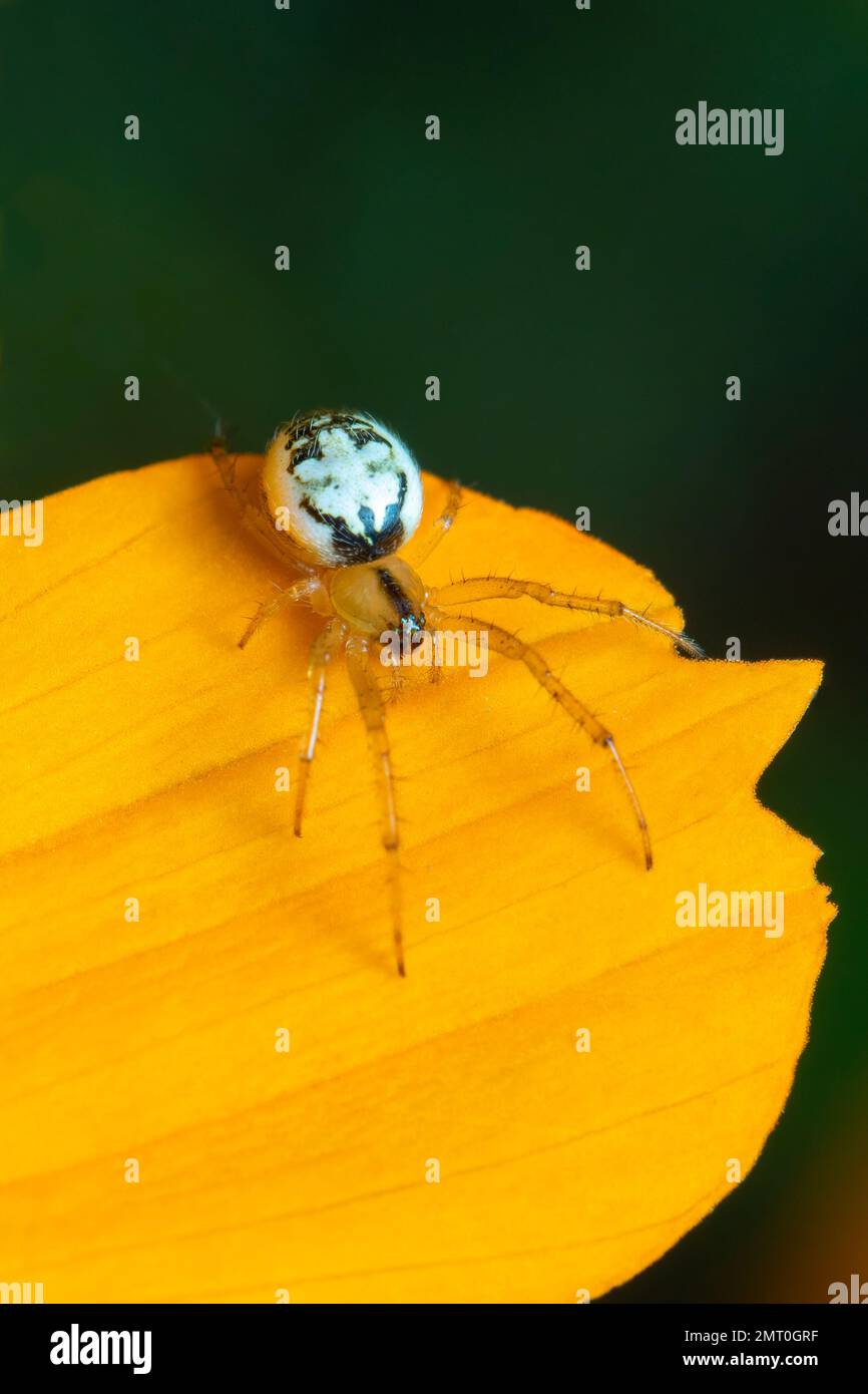 Image d'une araignée mangora acalypha (Araneidae) sur une fleur jaune sur fond naturel.(Cricket-bat orbweaver). Insecte. Animal. Banque D'Images