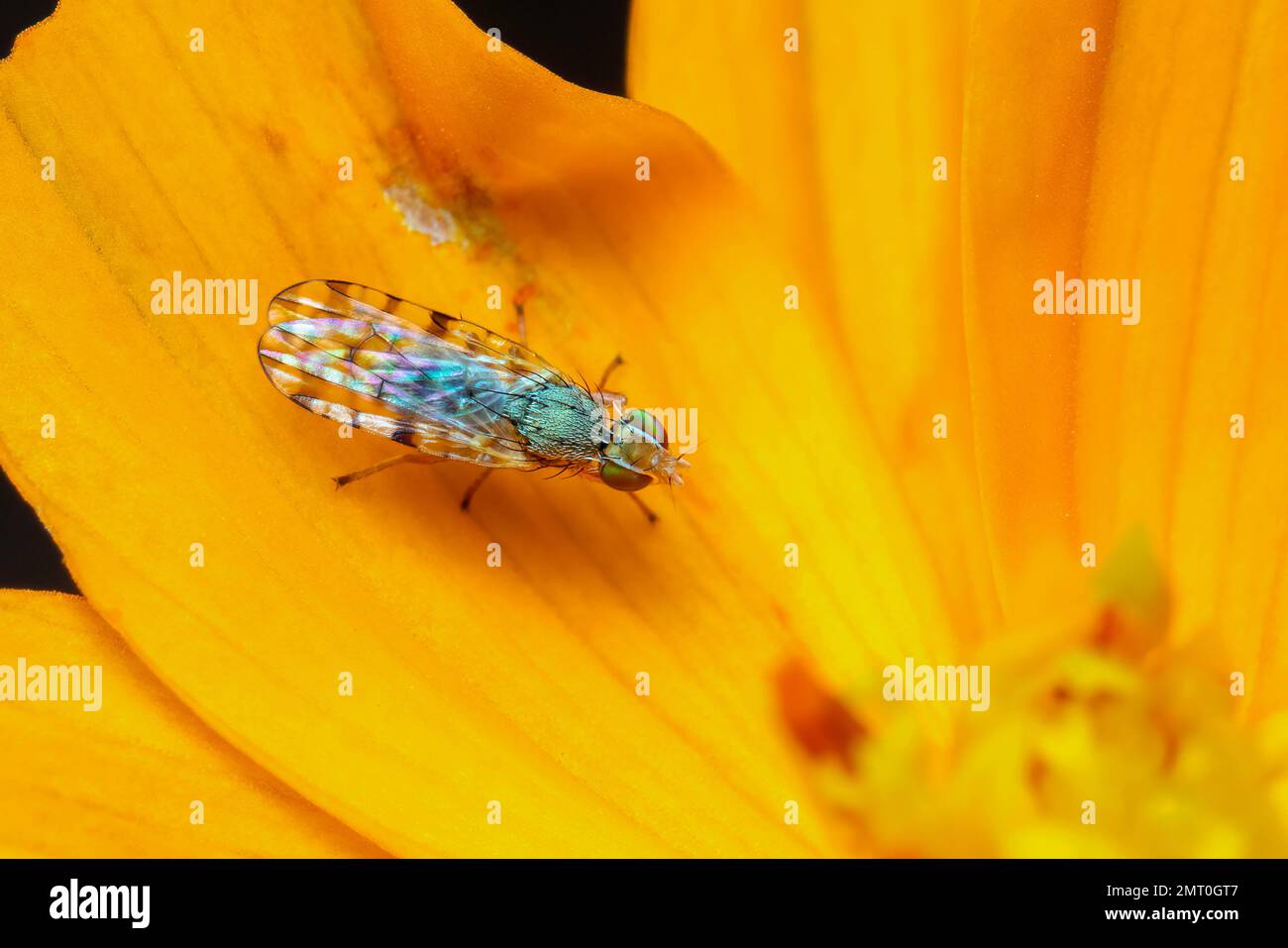 Image de la larve mouche aimée à pois (Neotephritis finalis) sur une fleur jaune sur fond de nature. Insecte. Animal. Banque D'Images