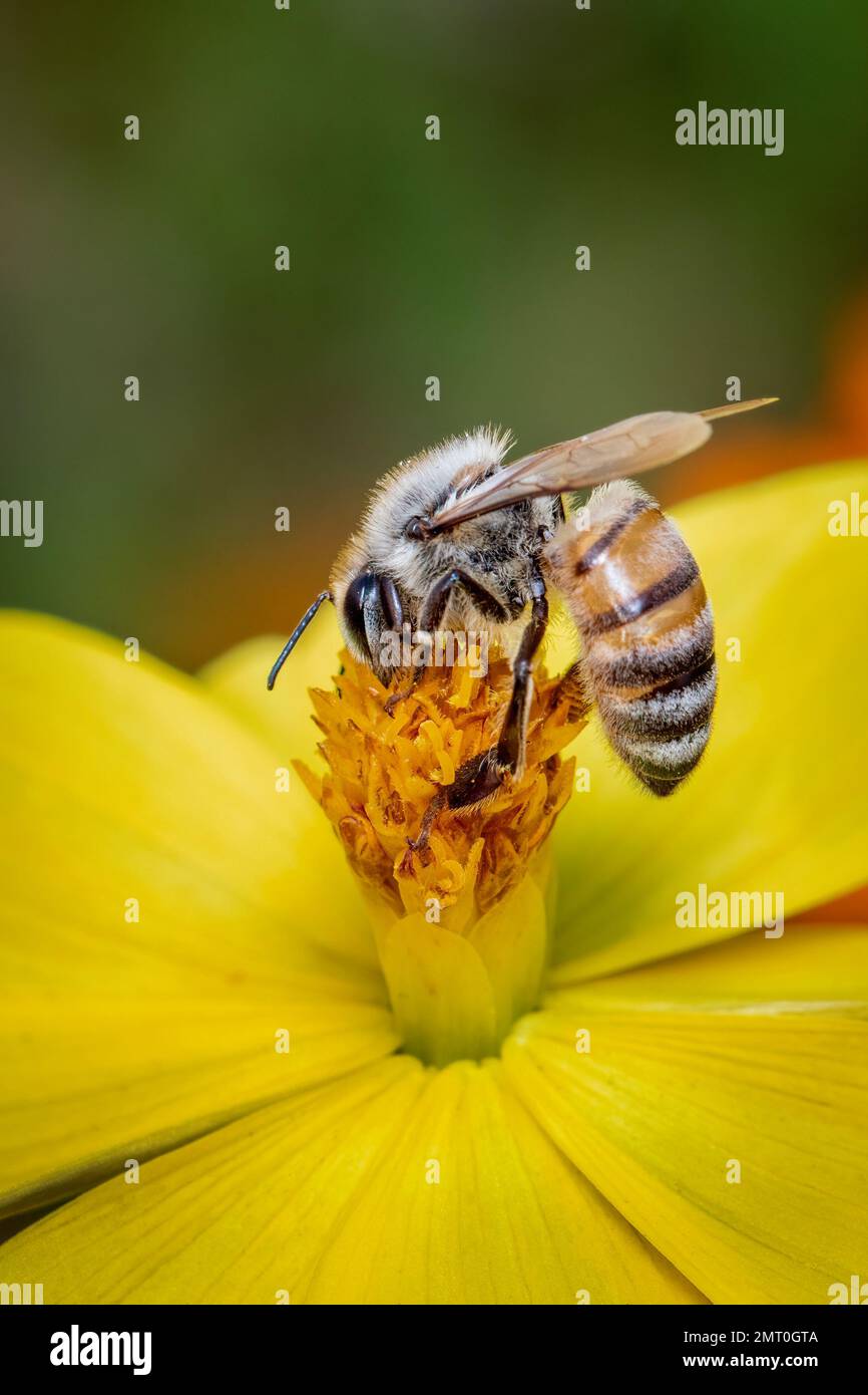 Image de l'abeille ou de l'abeille sur la fleur jaune recueille le nectar. Abeille dorée sur pollen de fleur. Insecte. Animal Banque D'Images