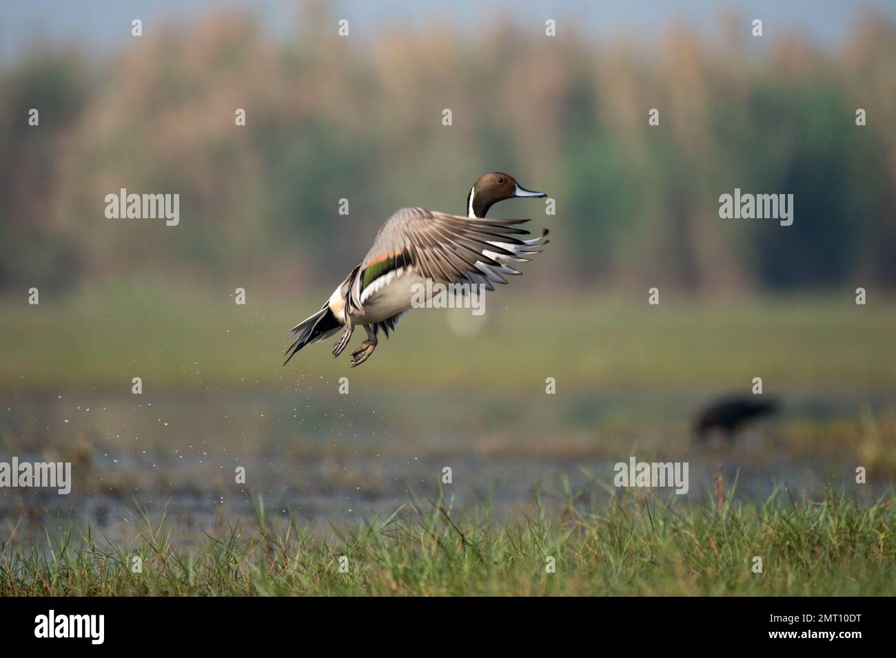 Oiseau de queue d'aronde du nord volant hors de l'eau Banque D'Images