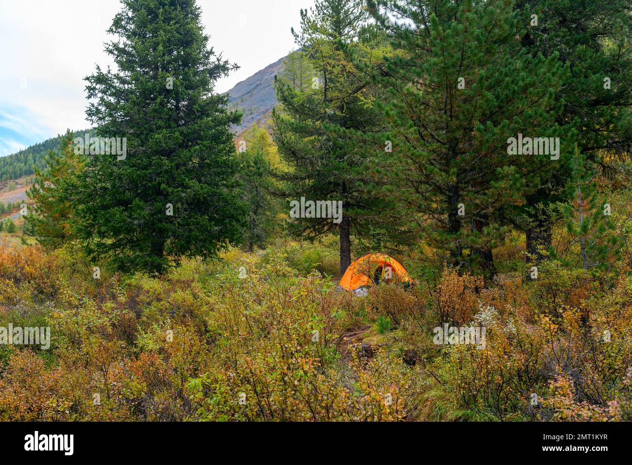 Une tente orange s'ouvre sous les épinettes dans une forêt des montagnes de l'Altaï. Banque D'Images