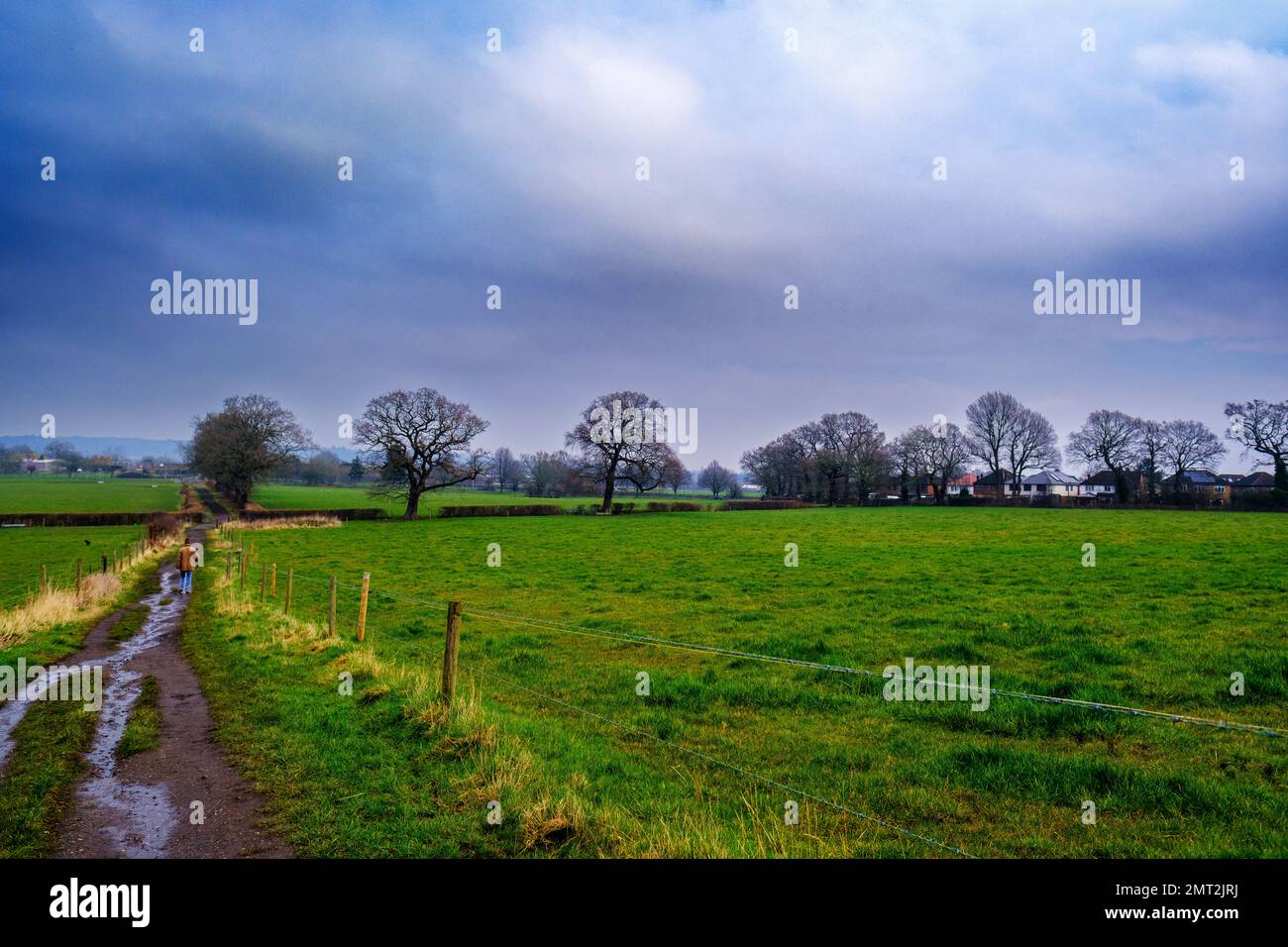 Un homme marche le long d'un sentier boueux au milieu des champs à Pinner Park Farm, site of nature conservation importance Harrow, NW London. Banque D'Images
