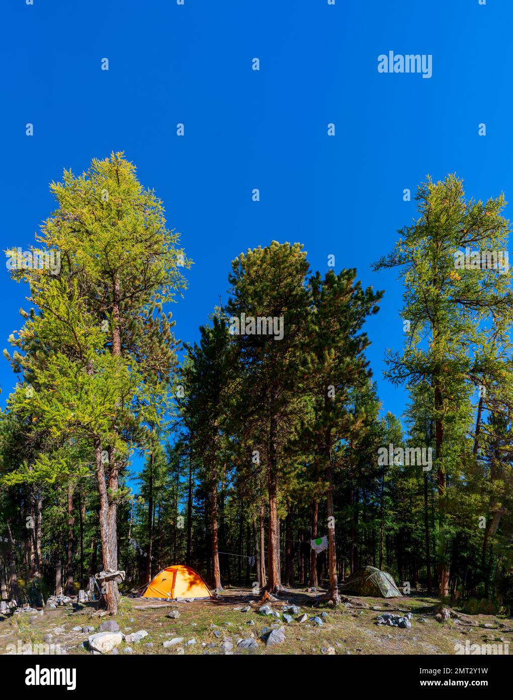 Une tente orange bordée de pierres et d'objets touristiques se dresse dans les arbres d'une forêt dans les montagnes de l'Altaï sous un ciel bleu. Cadre vertical. Banque D'Images