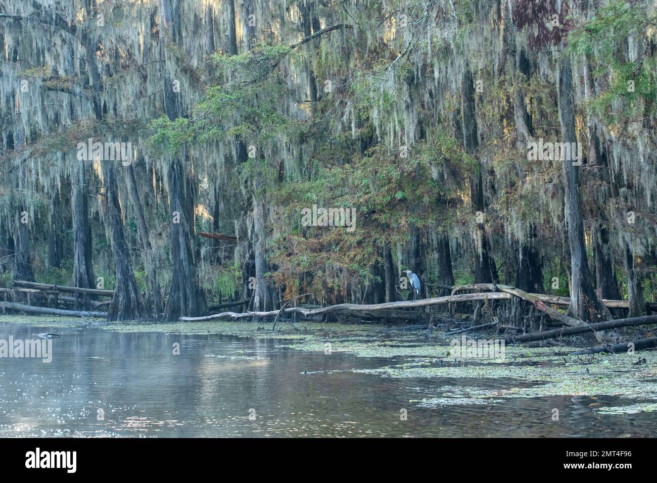 États-Unis, Texas, Jefferson, Caddo Lake, Big Cypress Bayou Banque D'Images