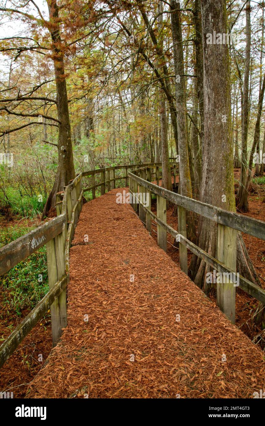 Etats-Unis, Sud profond, Louisiane, bassin d'Atchafalaya, Lafayette, Lac Martin, Banque D'Images