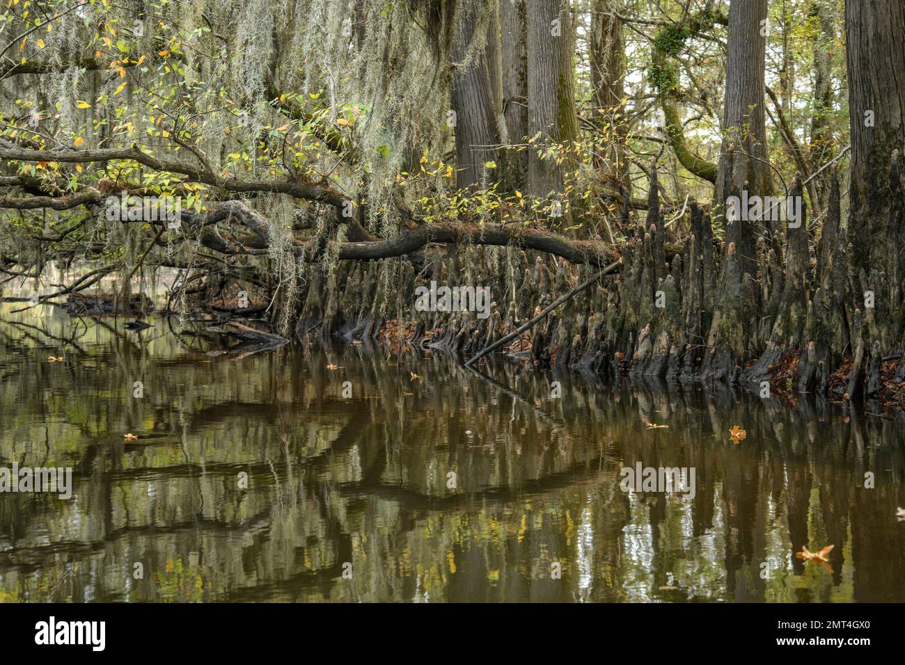 États-Unis, Texas, Jefferson, Caddo Lake, Big Cypress Bayou, Genoux Cypress Banque D'Images