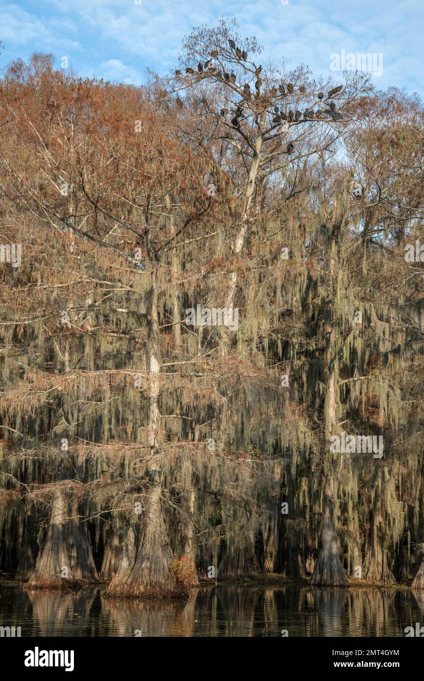 États-Unis, Texas, Jefferson, Caddo Lake, Big Cypress Bayou, Vautours sur le cyprès du lac Benton Banque D'Images