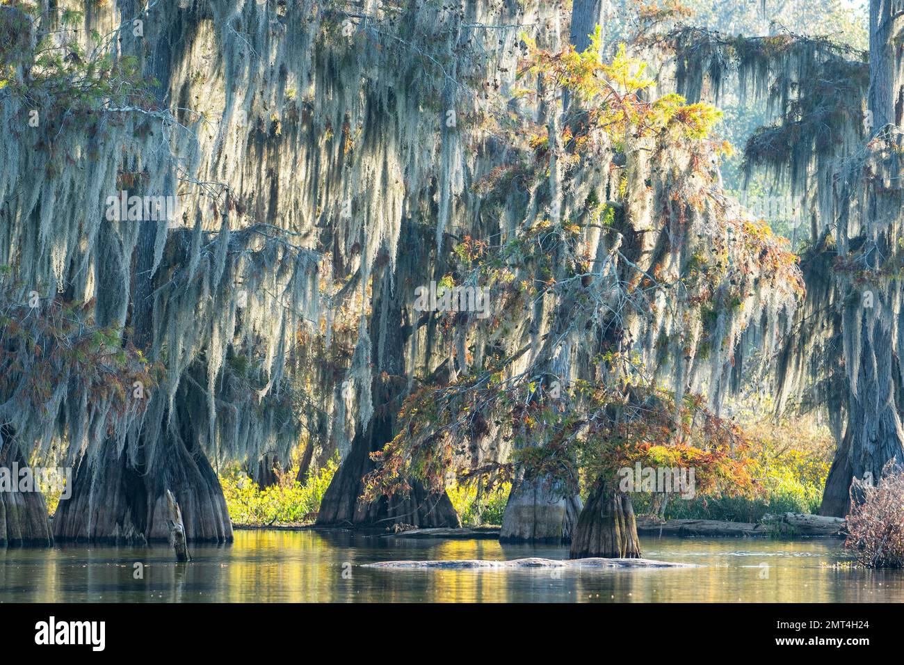 Etats-Unis, Sud profond, Louisiane, bassin d'Atchafalaya, Lafayette, Lac Martin, Banque D'Images