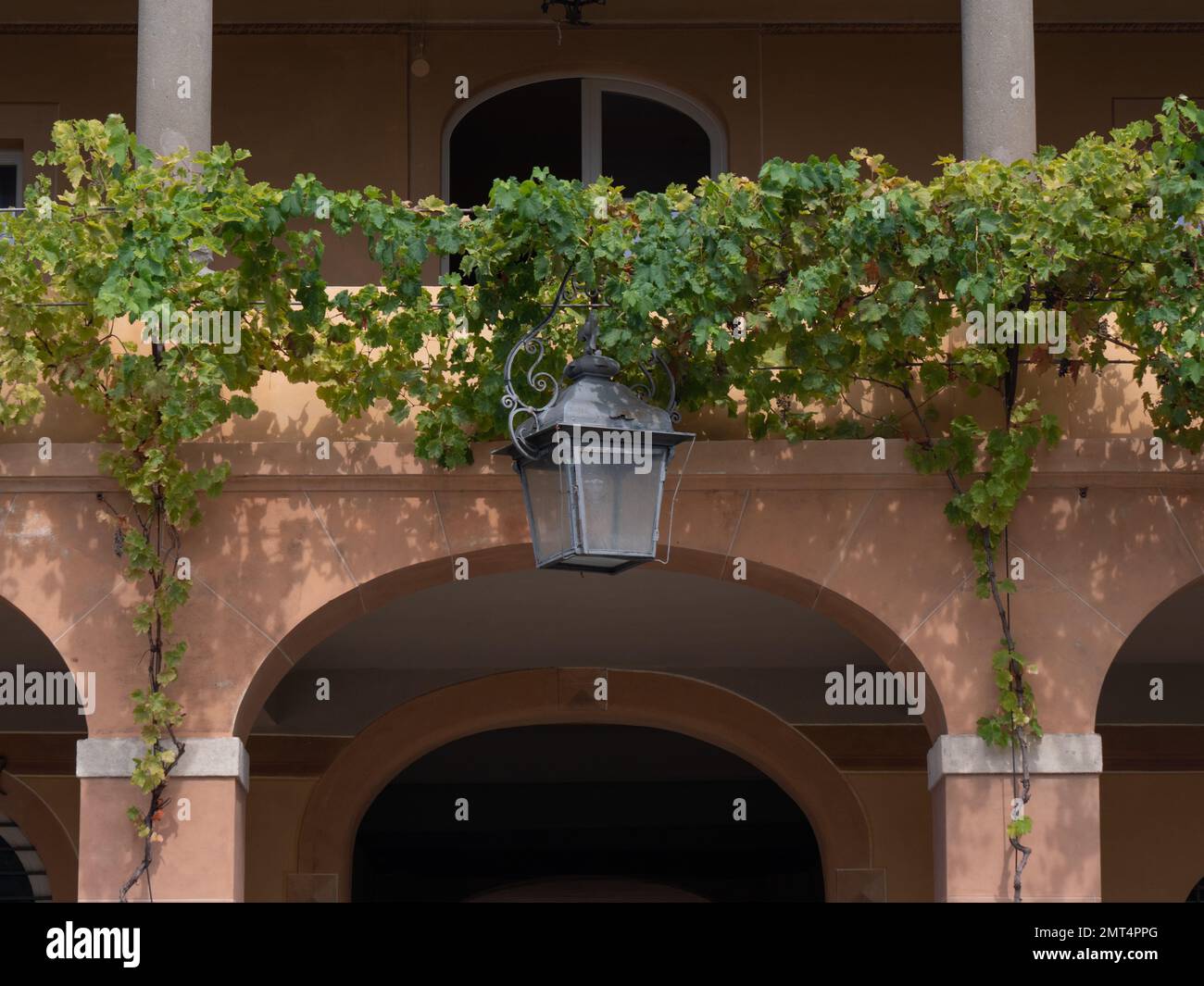 Une lampe d'entraîneur et des vignes qui poussent sur la Villa Reale di Marlia Capannori Toscane Italie Banque D'Images