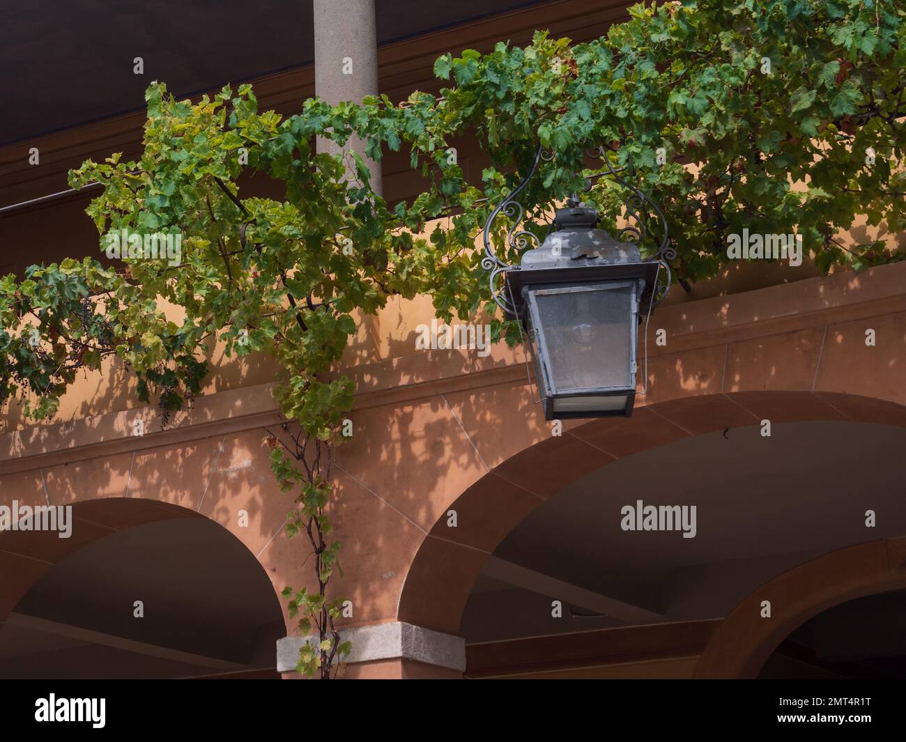 Une lampe d'entraîneur et des vignes qui poussent sur la Villa Reale di Marlia Capannori Toscane Italie Banque D'Images
