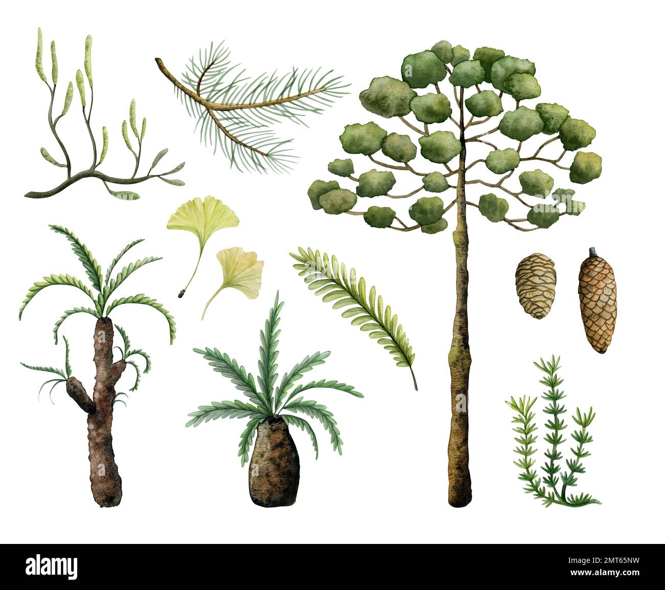 Ensemble aquarelle de plantes anciennes préhistoriques et d'arbres de l'ère des dinosaures isolés sur fond blanc, araucaria, cônes de pin, horsetail, ginkgo, paumes Banque D'Images