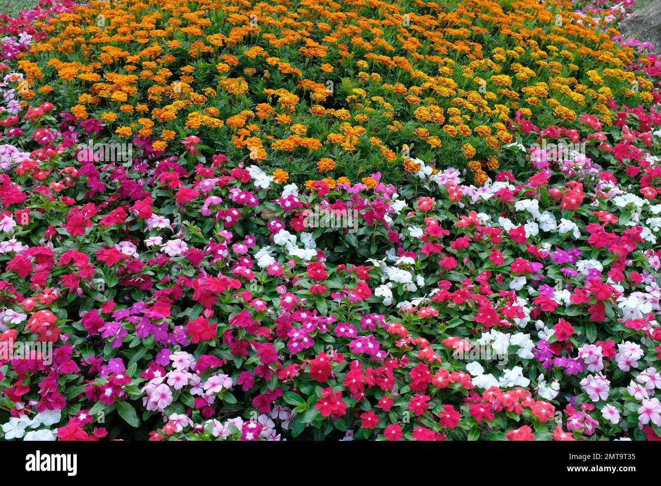 Beaucoup de fleurs colorées, Phuket , Thaïlande Banque D'Images