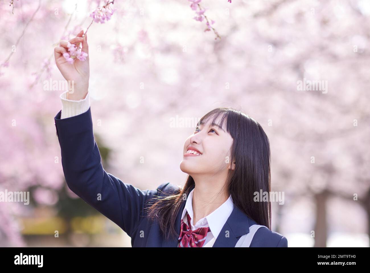 Portrait d'étudiant japonais de lycée avec fleurs de cerisier en pleine floraison Banque D'Images