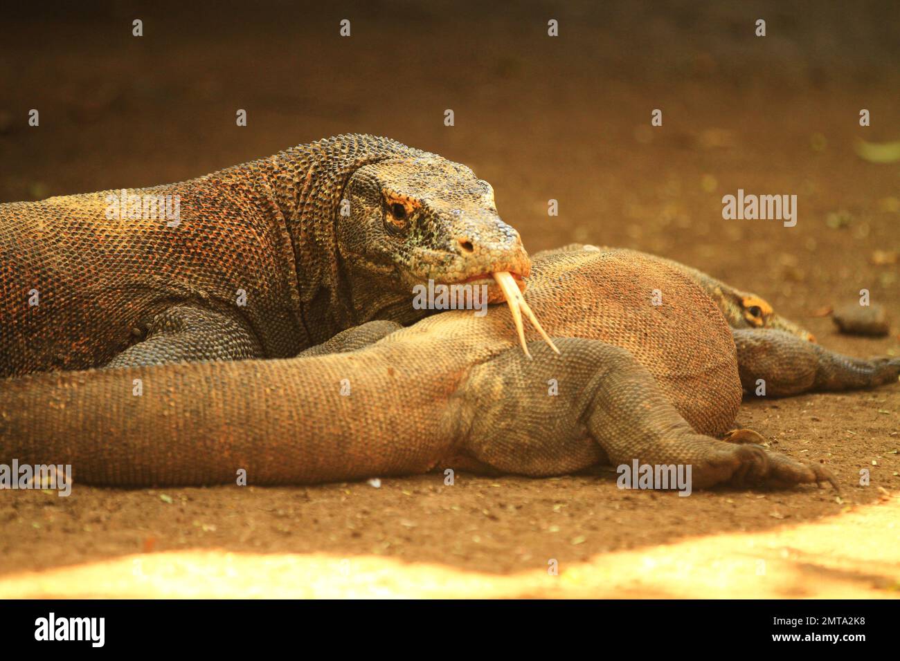 Deux dragons de Komodo au parc national de Komodo, Flores East Nusa Tenggara, Indonésie Banque D'Images