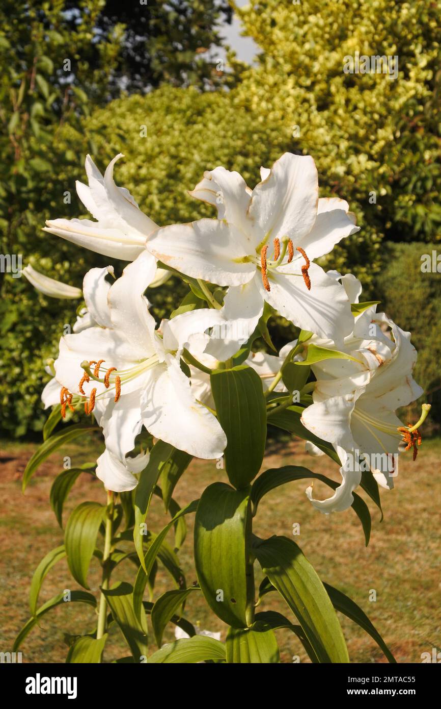 Grands lys blancs à fleurs - John Gollop Banque D'Images