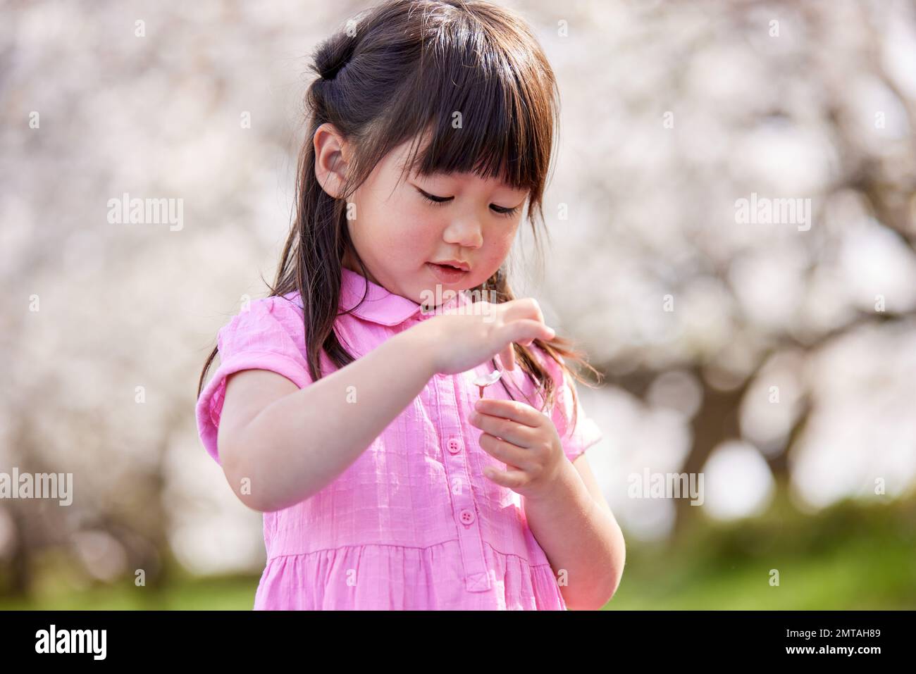 Portrait d'enfant japonais avec fleurs de cerisiers en fleurs Banque D'Images
