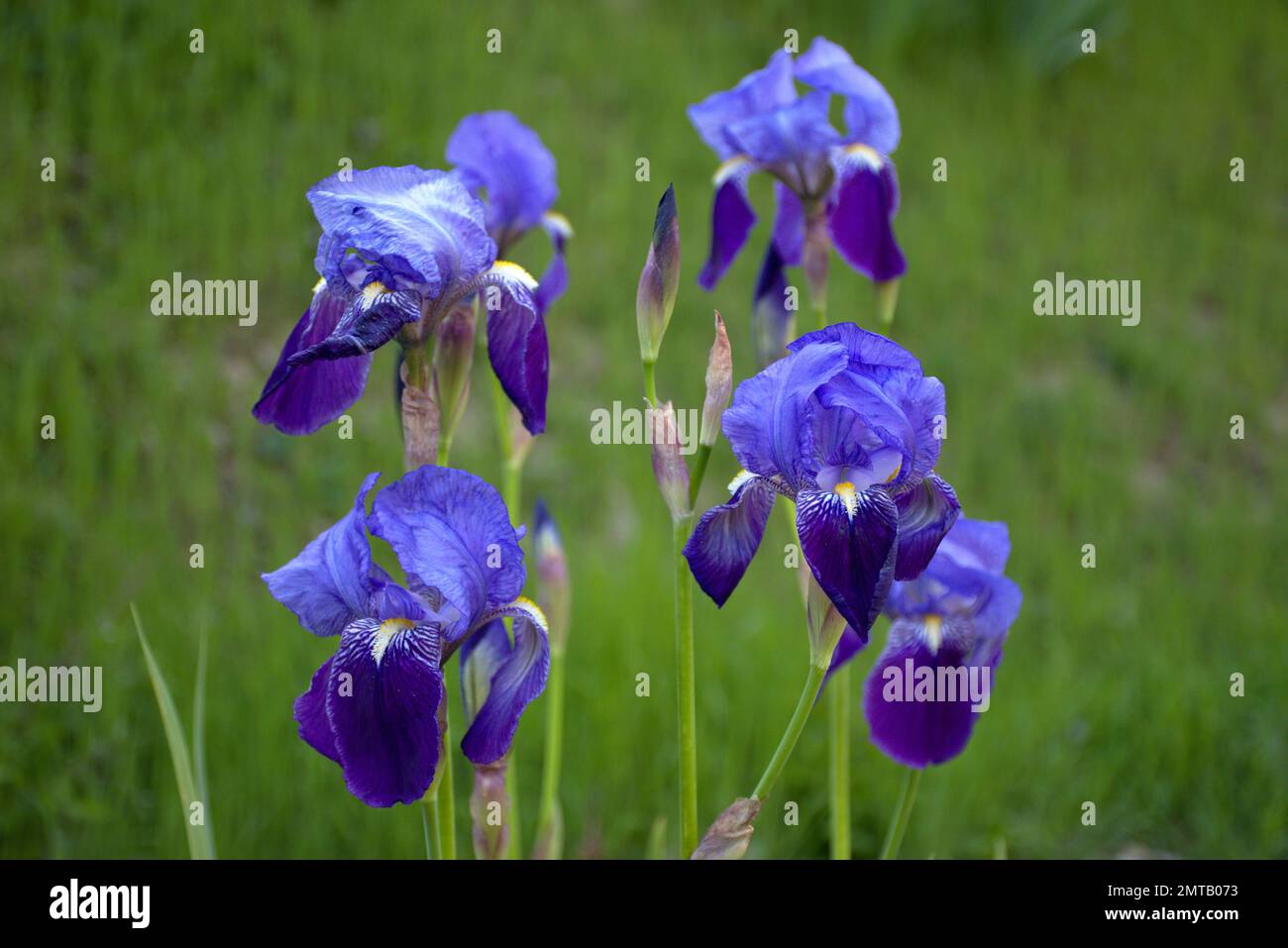 Iris germanica fleurit sur une pente herbacée. Bouquet de fleurs violettes et bleues. Banque D'Images
