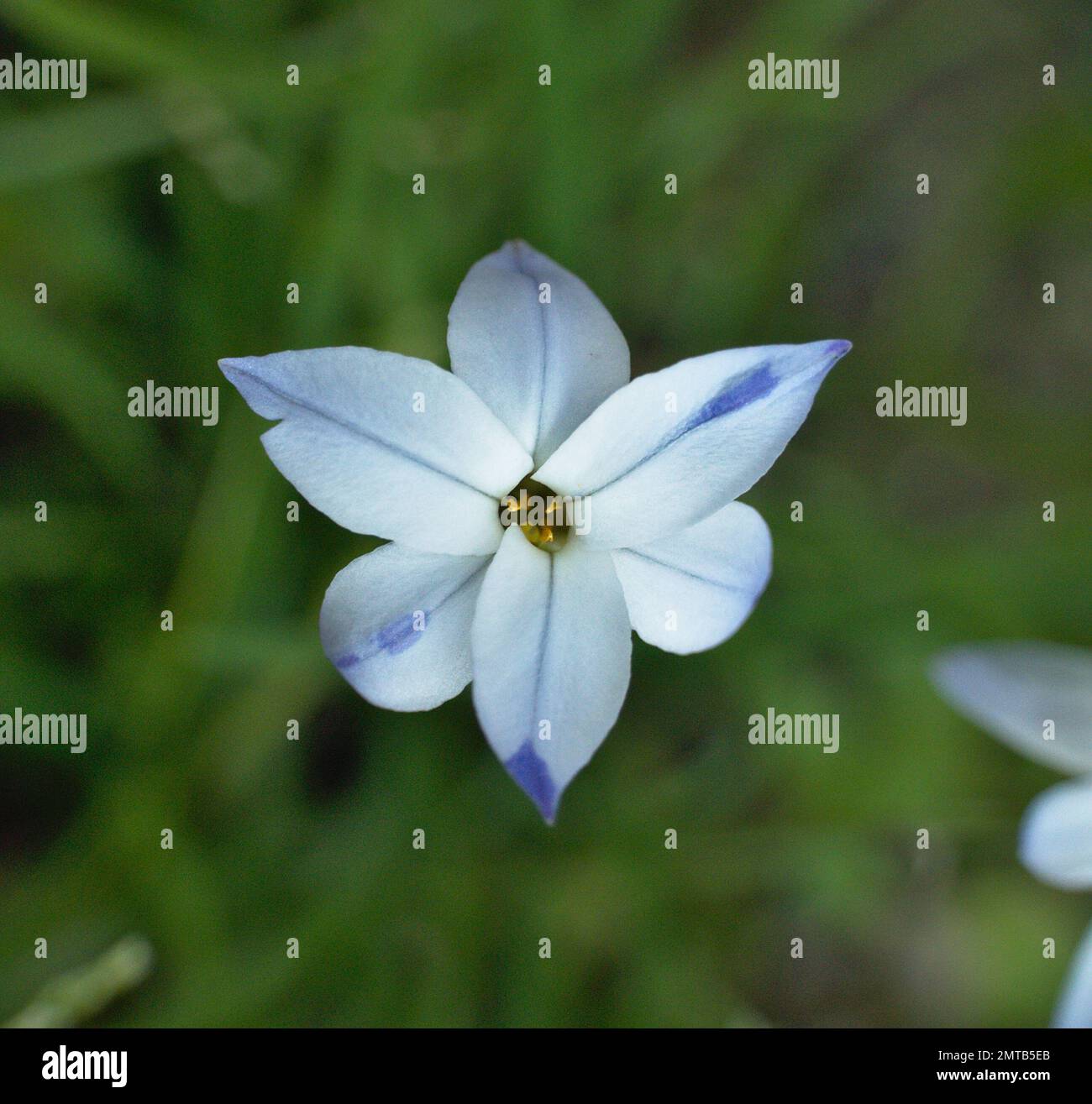 Petite fleur d'étoile Tristagma uniflorum. Bleu pâle, blanc et lilas. Formé par six pétales se chevauchant trois par trois. Banque D'Images