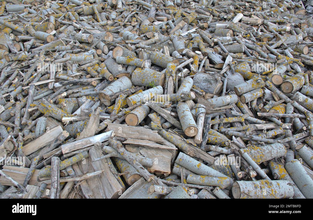 Pile de bois de chauffage coupé en petites billes. Peuplier hybride à croissance rapide en phase de séchage pour une utilisation dans un poêle à bois. Banque D'Images