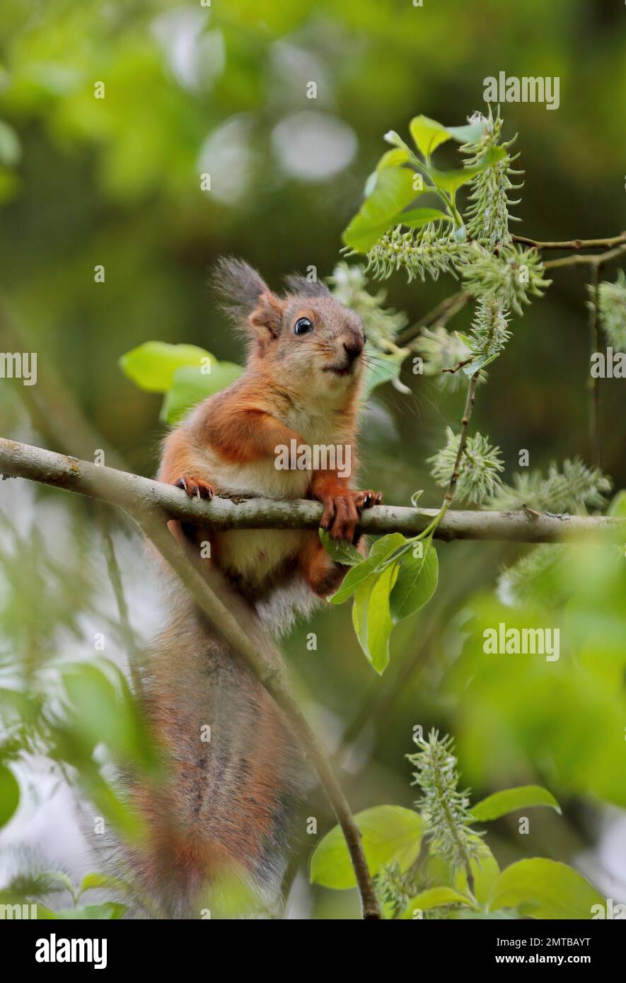 un cub d'écureuil roux sur une branche mangeant des feuilles fraîches Banque D'Images