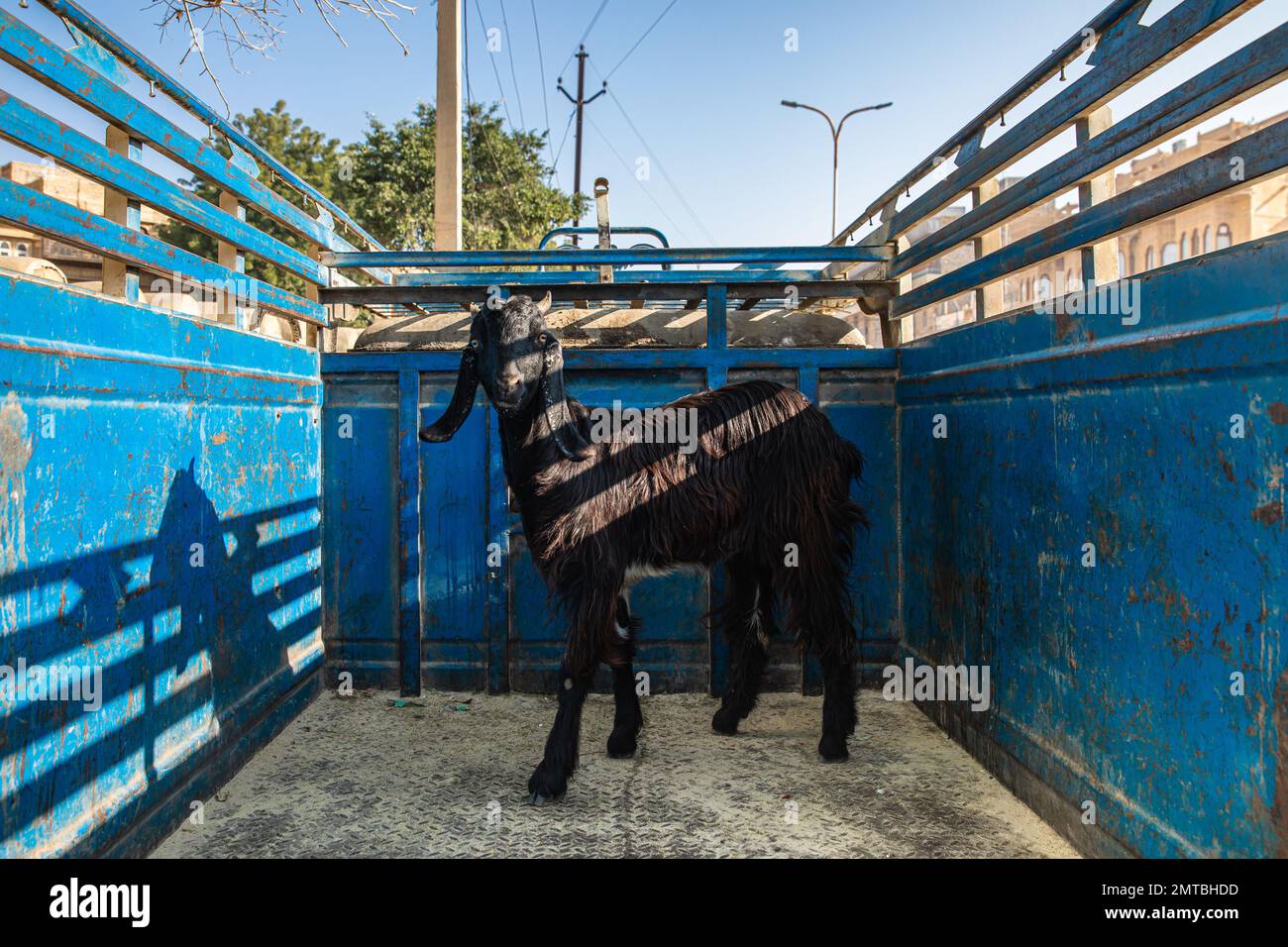 Chèvre noir sur le dos sur un camion bleu à Udaipur, Rajasthan, Inde Banque D'Images