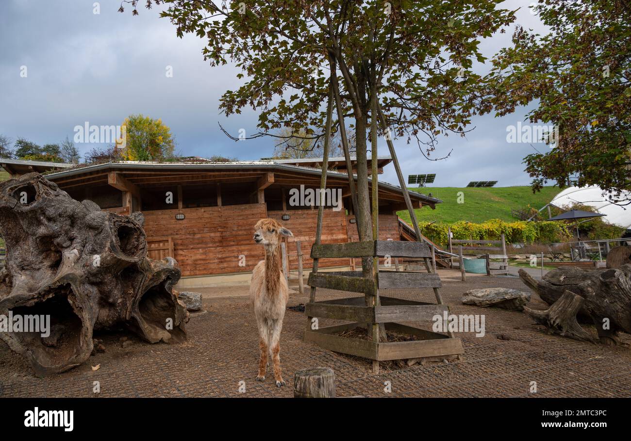 Les animaux de ferme qui se promènaient dans la ferme de la chocolaterie Zotter à Riegersburg, en Autriche Banque D'Images