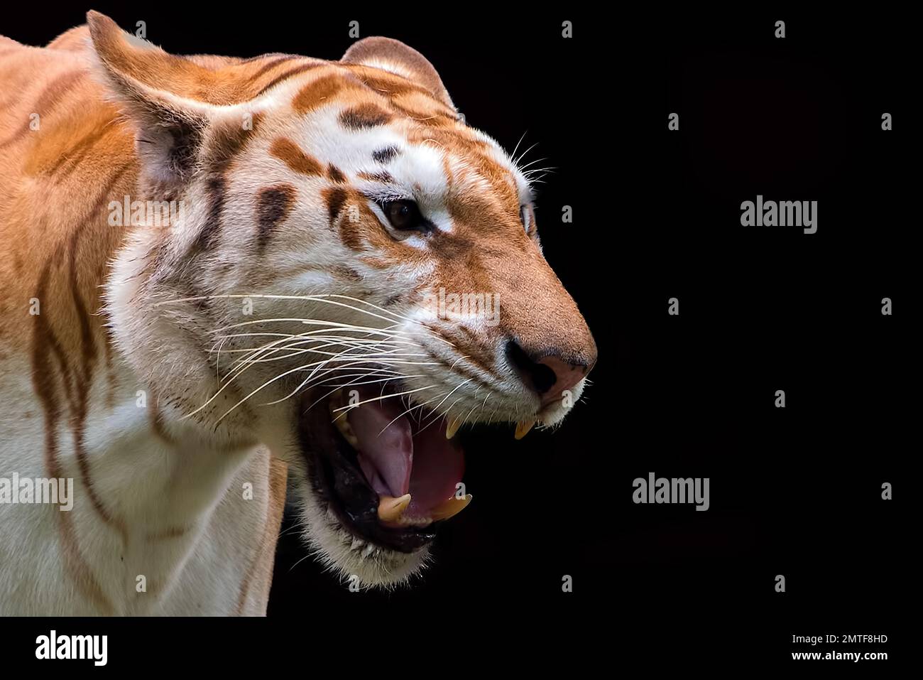 Rare tigre doré dans leur environnement Banque D'Images