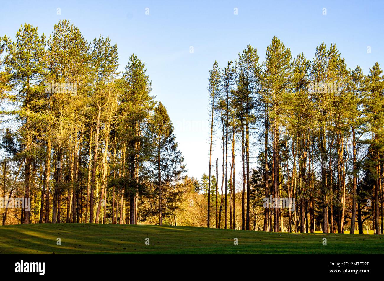Dundee, Tayside, Écosse, Royaume-Uni. 1st févr. 2023. Météo au Royaume-Uni : le nord-est de l'Écosse connaît un soleil doux de février avec des températures planant autour de 9°C. Vue sur le parcours de golf Downfield et Templeton Woods au village Ardler de Dundee, sous le soleil d'hiver. Le village a beaucoup d'espace ouvert, qui est complété par de belles prairies urbaines et des zones boisées. Les habitants de la région pourront faire une partie de golf le matin près de Templeton Woods. Crédit : Dundee Photographics/Alamy Live News Banque D'Images
