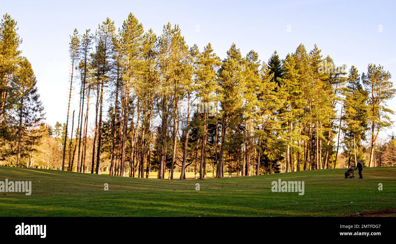 Dundee, Tayside, Écosse, Royaume-Uni. 1st févr. 2023. Météo au Royaume-Uni : le nord-est de l'Écosse connaît un soleil doux de février avec des températures planant autour de 9°C. Vue sur le parcours de golf Downfield et Templeton Woods au village Ardler de Dundee, sous le soleil d'hiver. Le village a beaucoup d'espace ouvert, qui est complété par de belles prairies urbaines et des zones boisées. Les habitants de la région pourront faire une partie de golf le matin près de Templeton Woods. Crédit : Dundee Photographics/Alamy Live News Banque D'Images