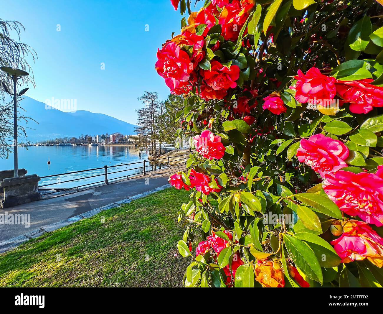 Les fleurs de camélia rouge vif sur la rive du lac majeur, Locarno, Suisse Banque D'Images
