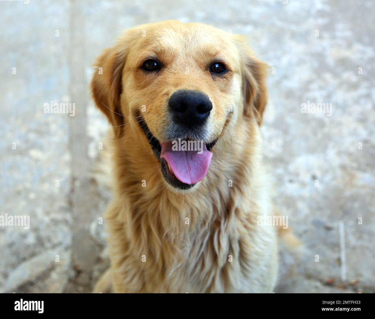 Gros plan sur un chien Golden Retriever Banque D'Images