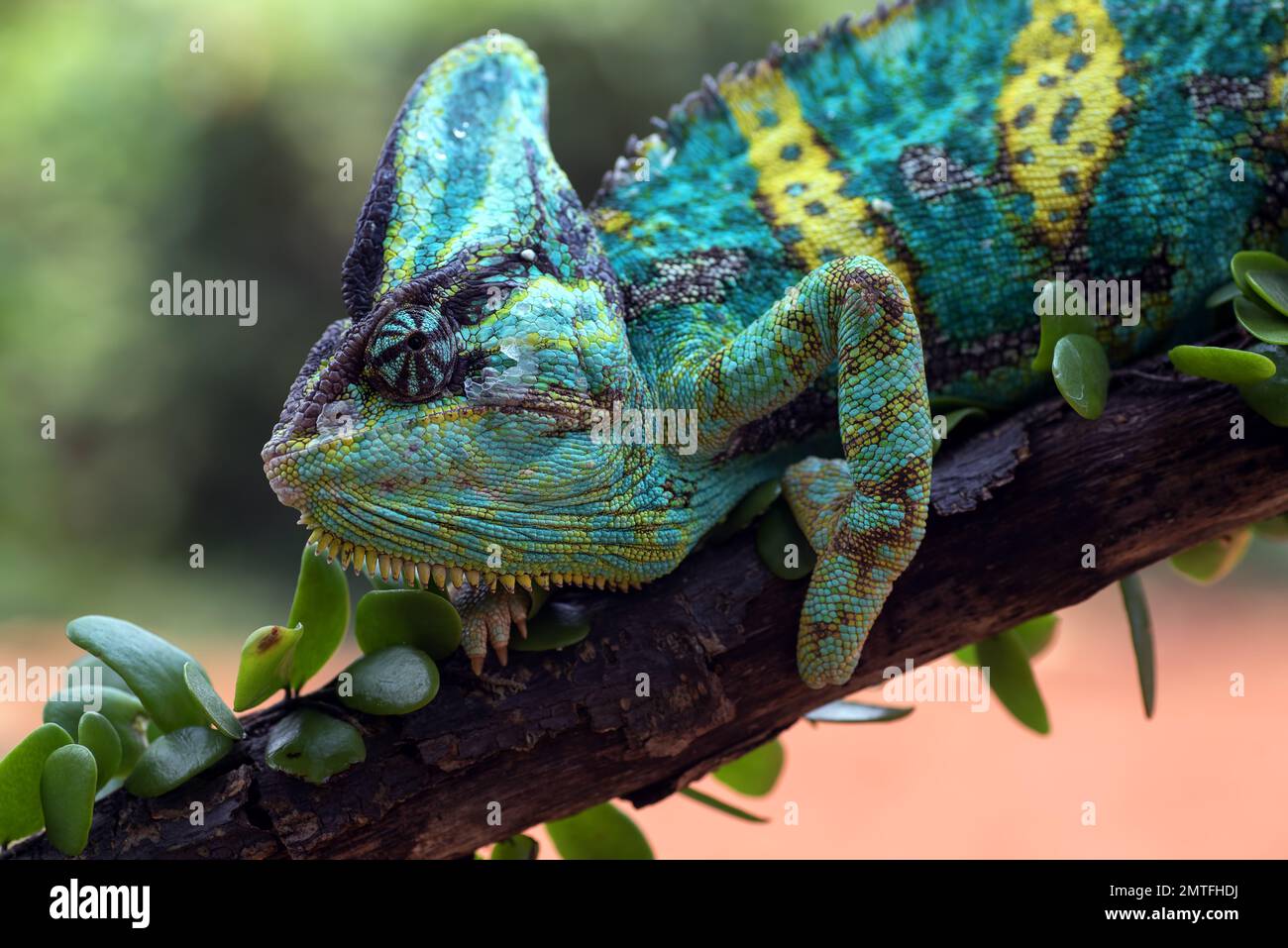 Un caméléon voilé suspendu sur un tronc d'arbre Banque D'Images