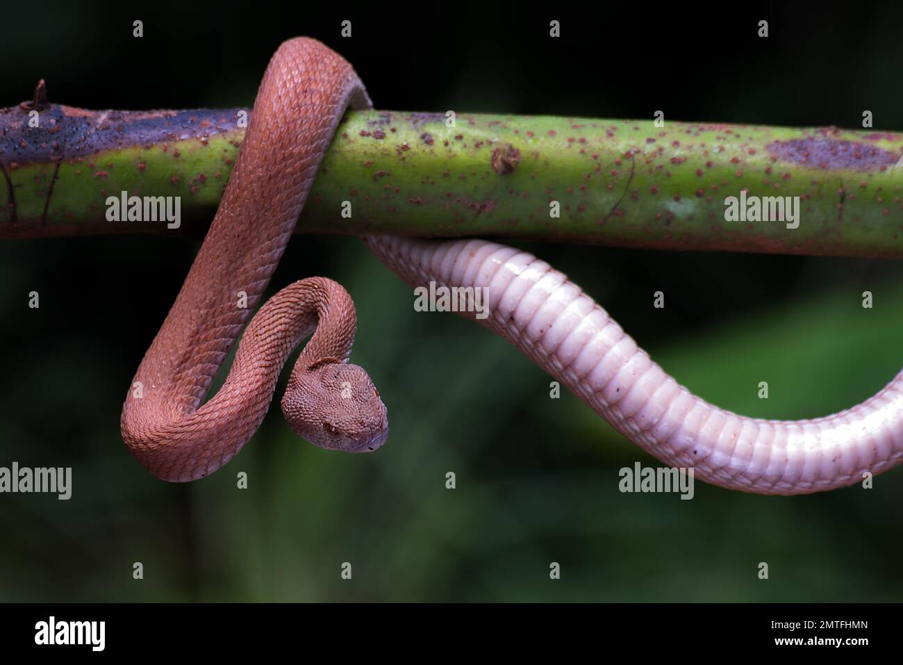 Vipère de la mangrove enroulé autour d'une branche d'arbre Banque D'Images