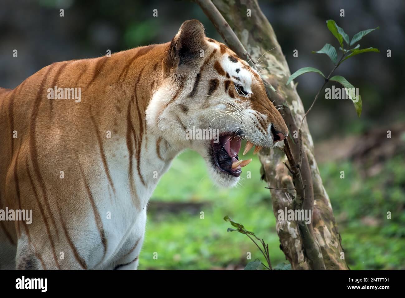 Rare tigre doré dans leur environnement Banque D'Images