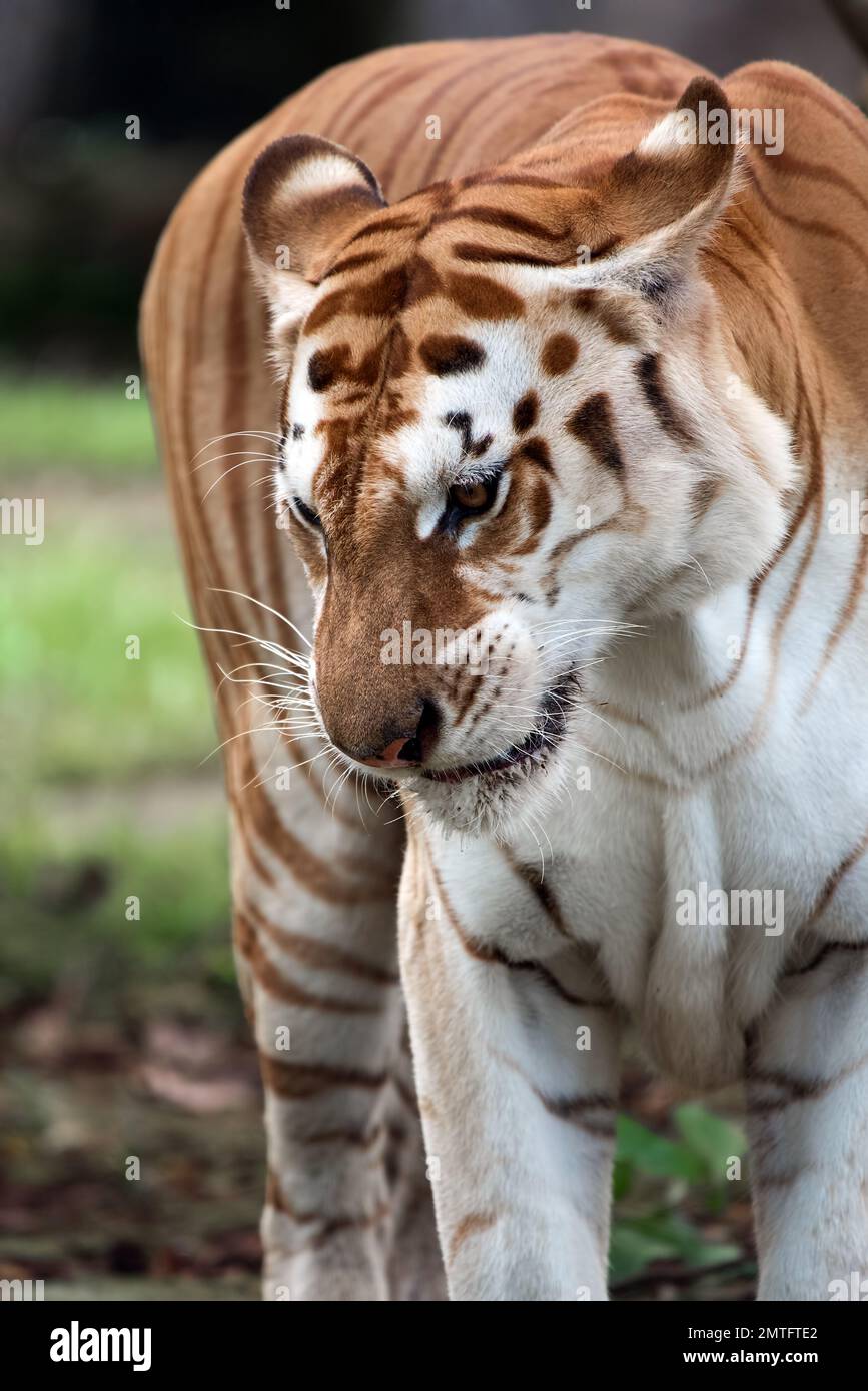 Rare tigre doré dans leur environnement Banque D'Images