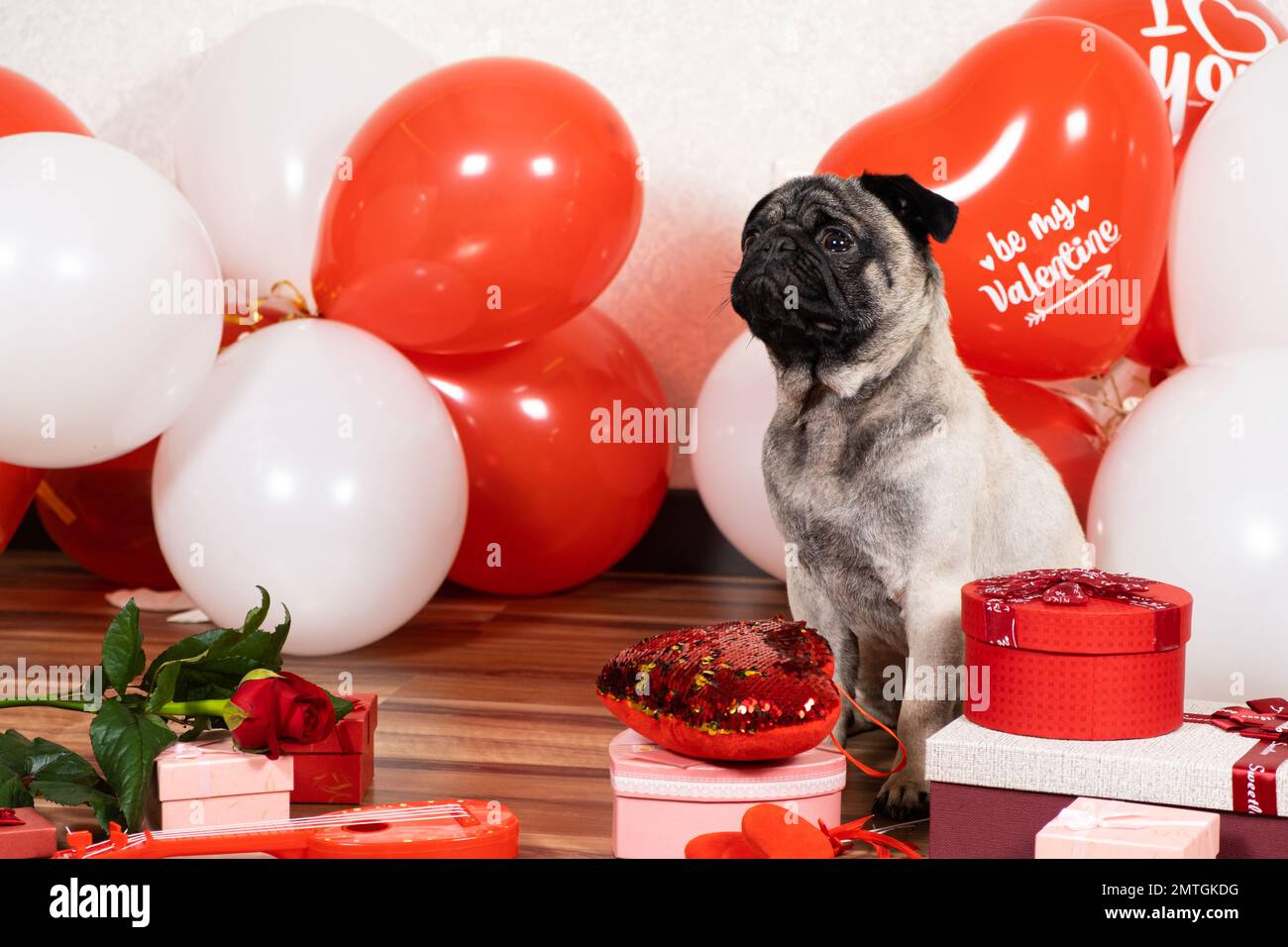 Un jeune triste célèbre la Saint-Valentin seul. L'Amour sans demande, une célébration de l'Amour et un chien Banque D'Images