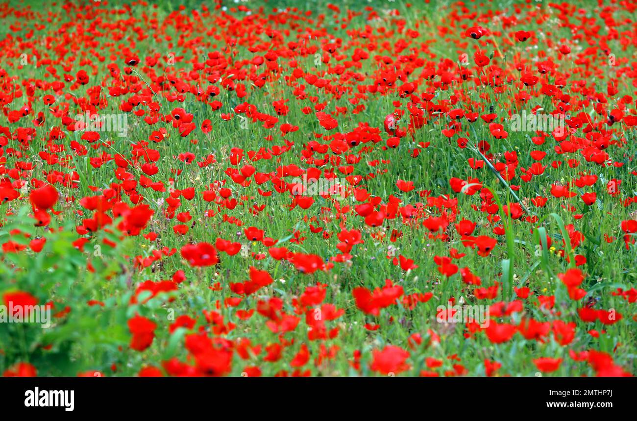 Domaine de coquelicots rouges Banque D'Images